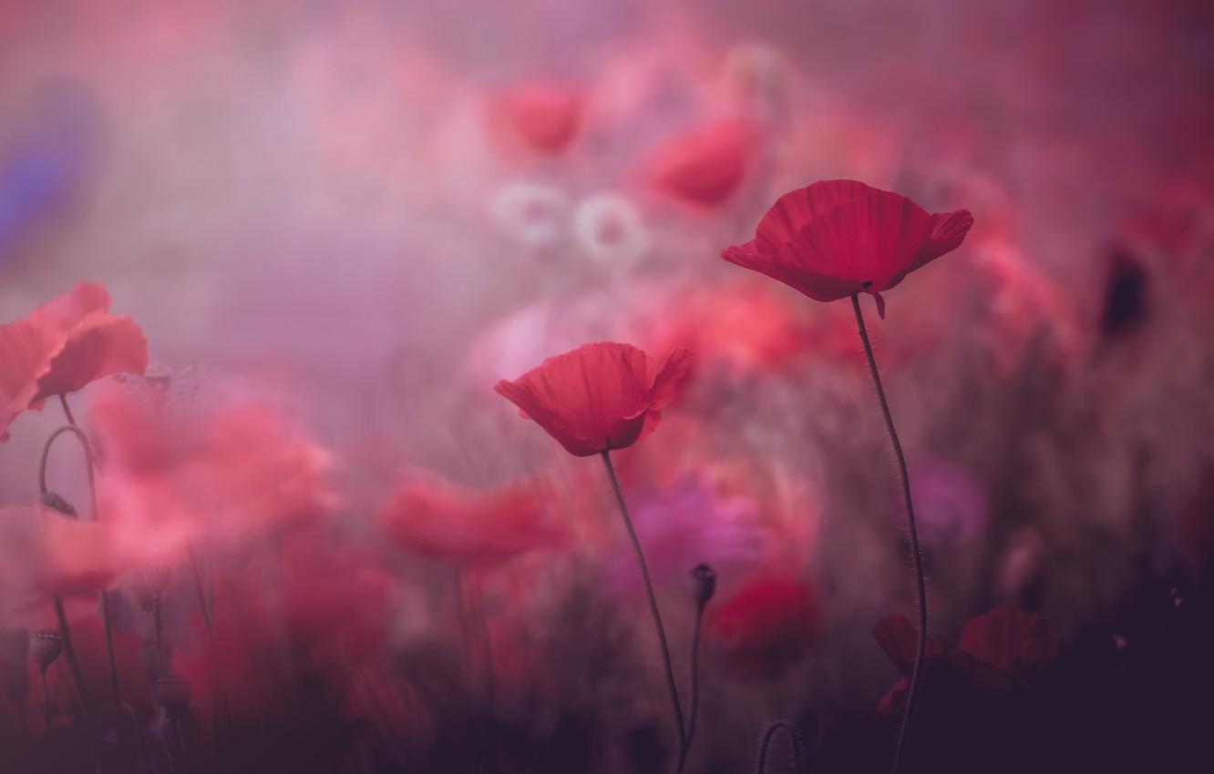 1332x850 Wallpaper summer, flowers, background, pink, Mac, Maki, beauty, blur, red, pink, bokeh image for desktop, section цветы