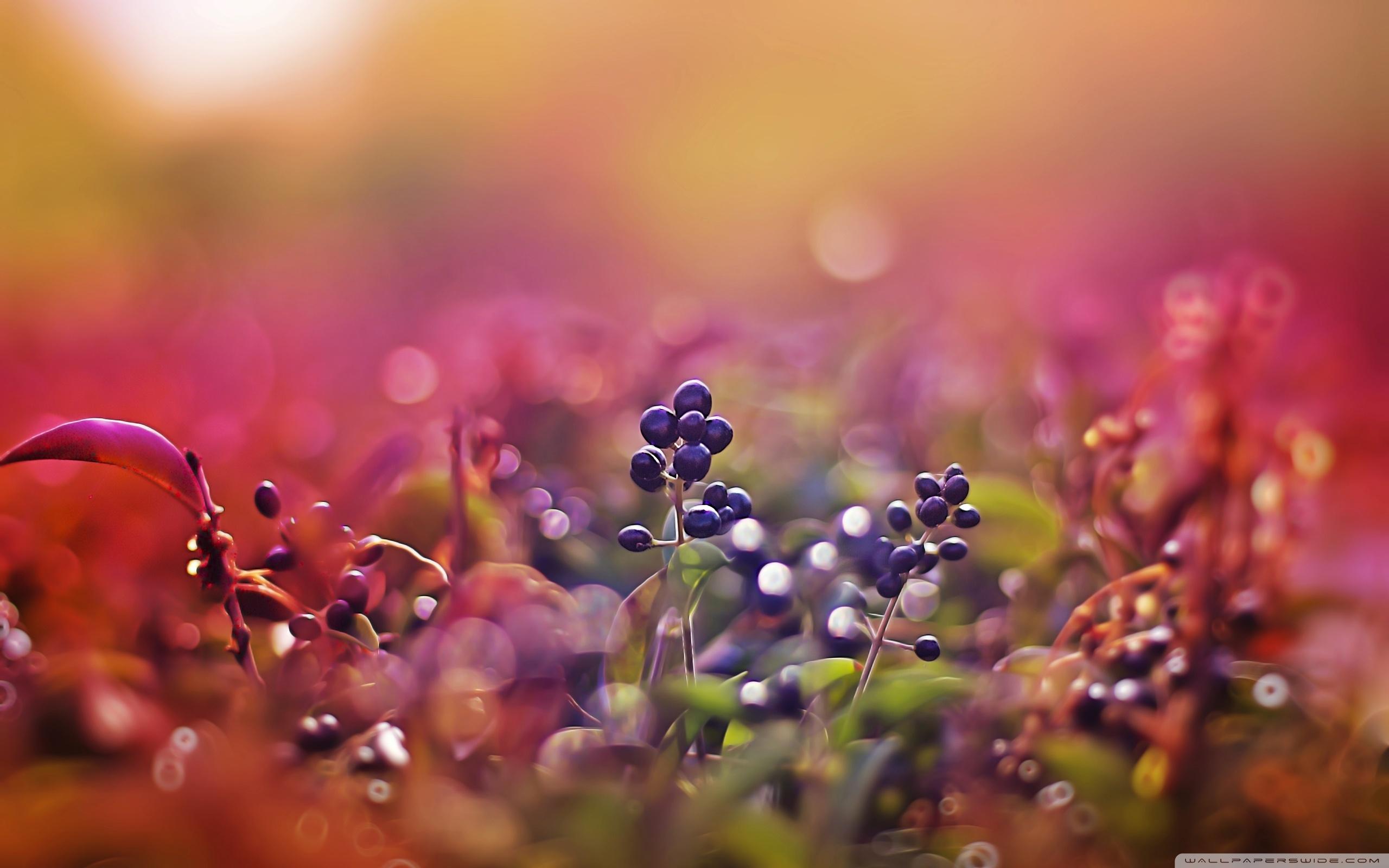 2560x1600 Nature Bokeh wallpaperx1600