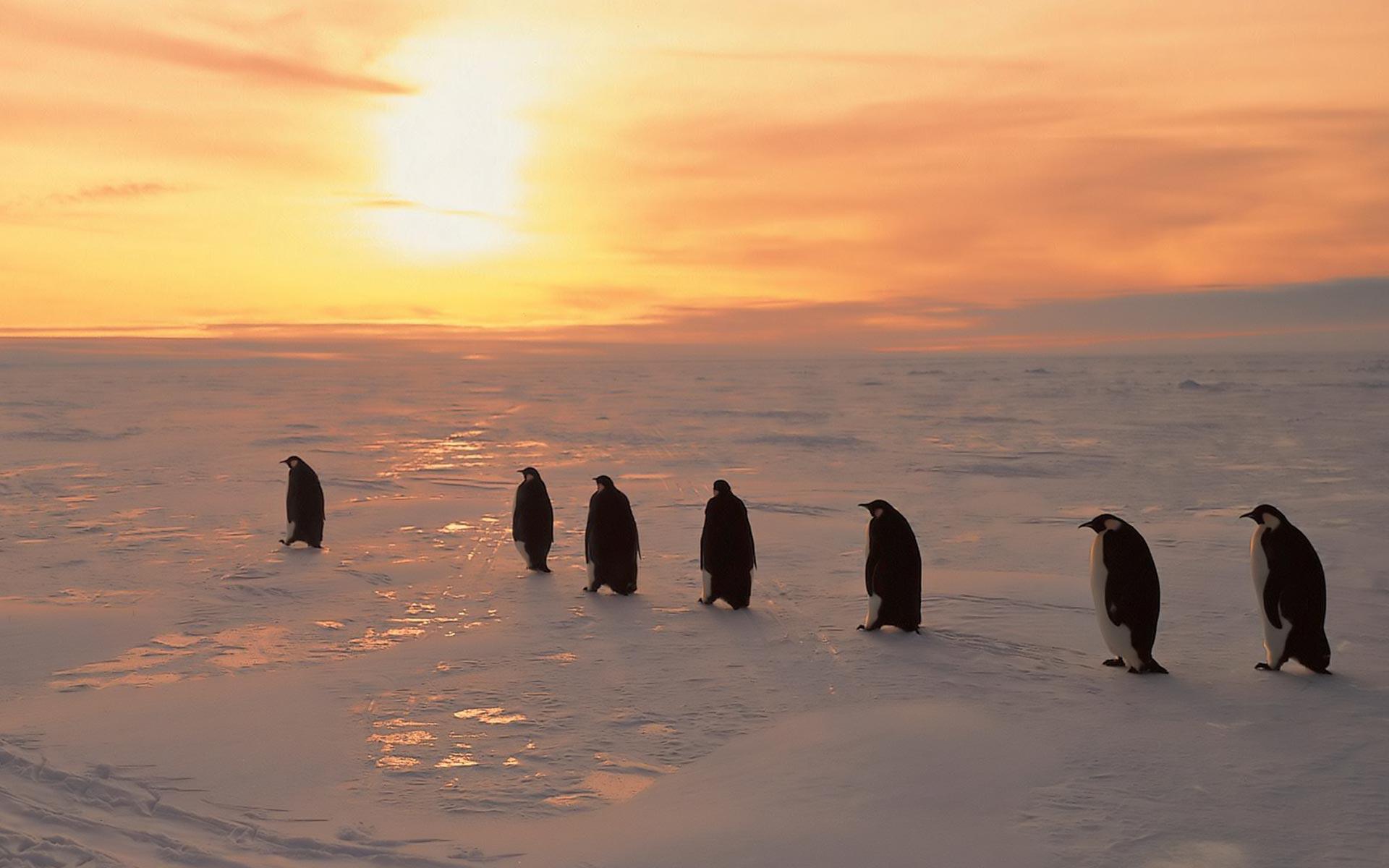1920x1200 Penguins Sunset wallpaperx1200