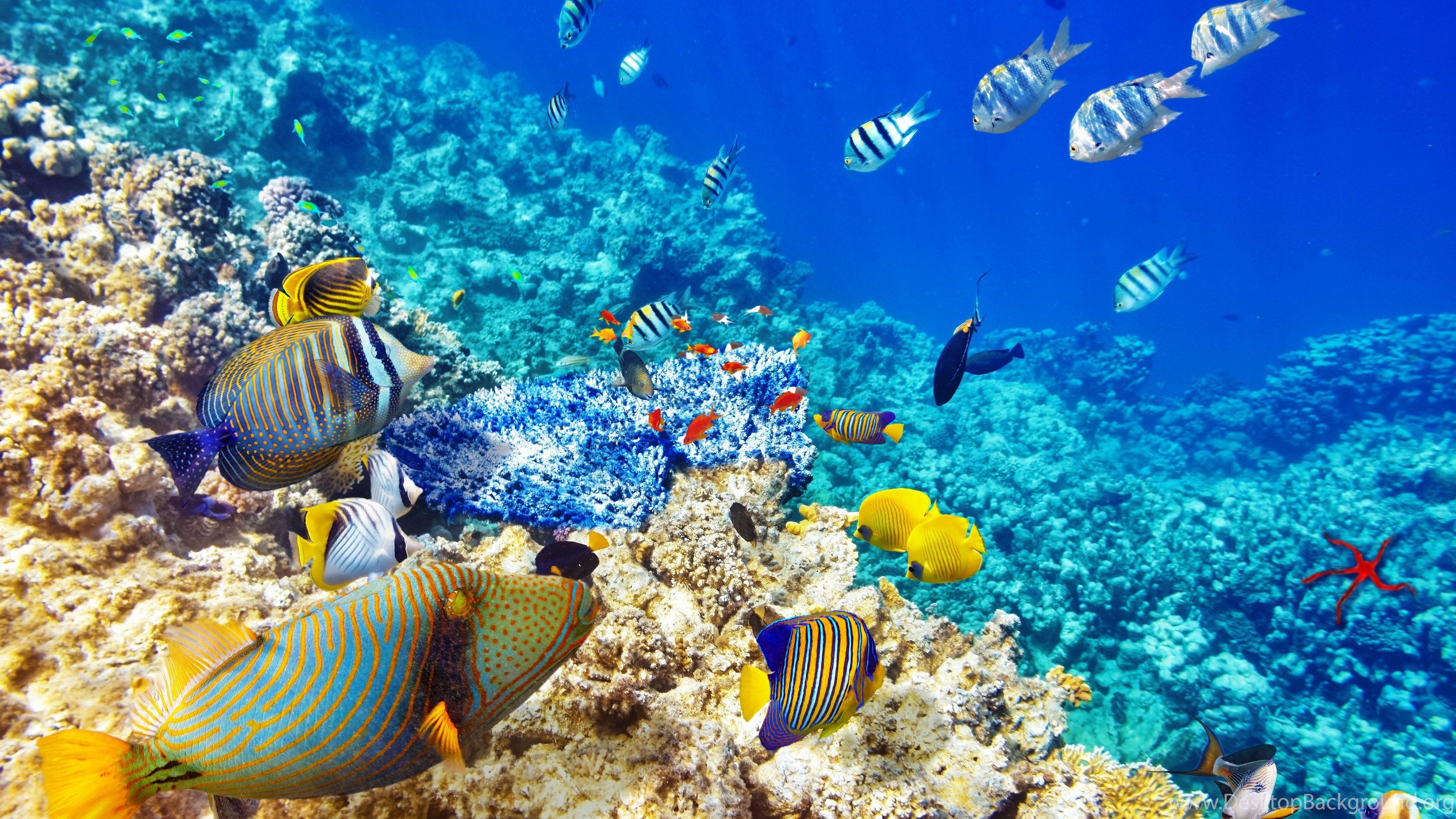 3840x2160 Underwater World Ocean Fish Coral Reef Wallpaper Desktop Background