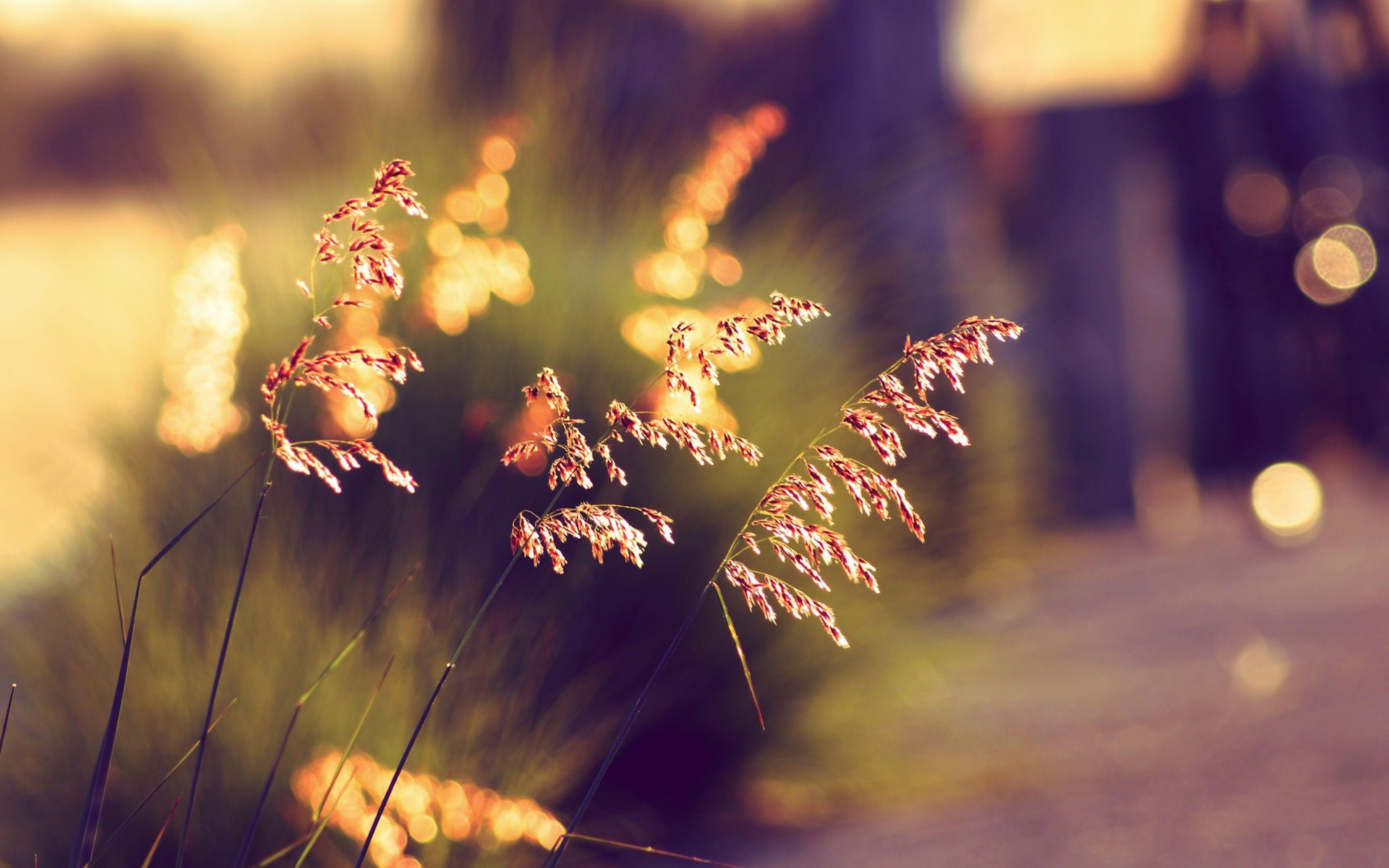 3840x2400 Nature Bokeh Background HD