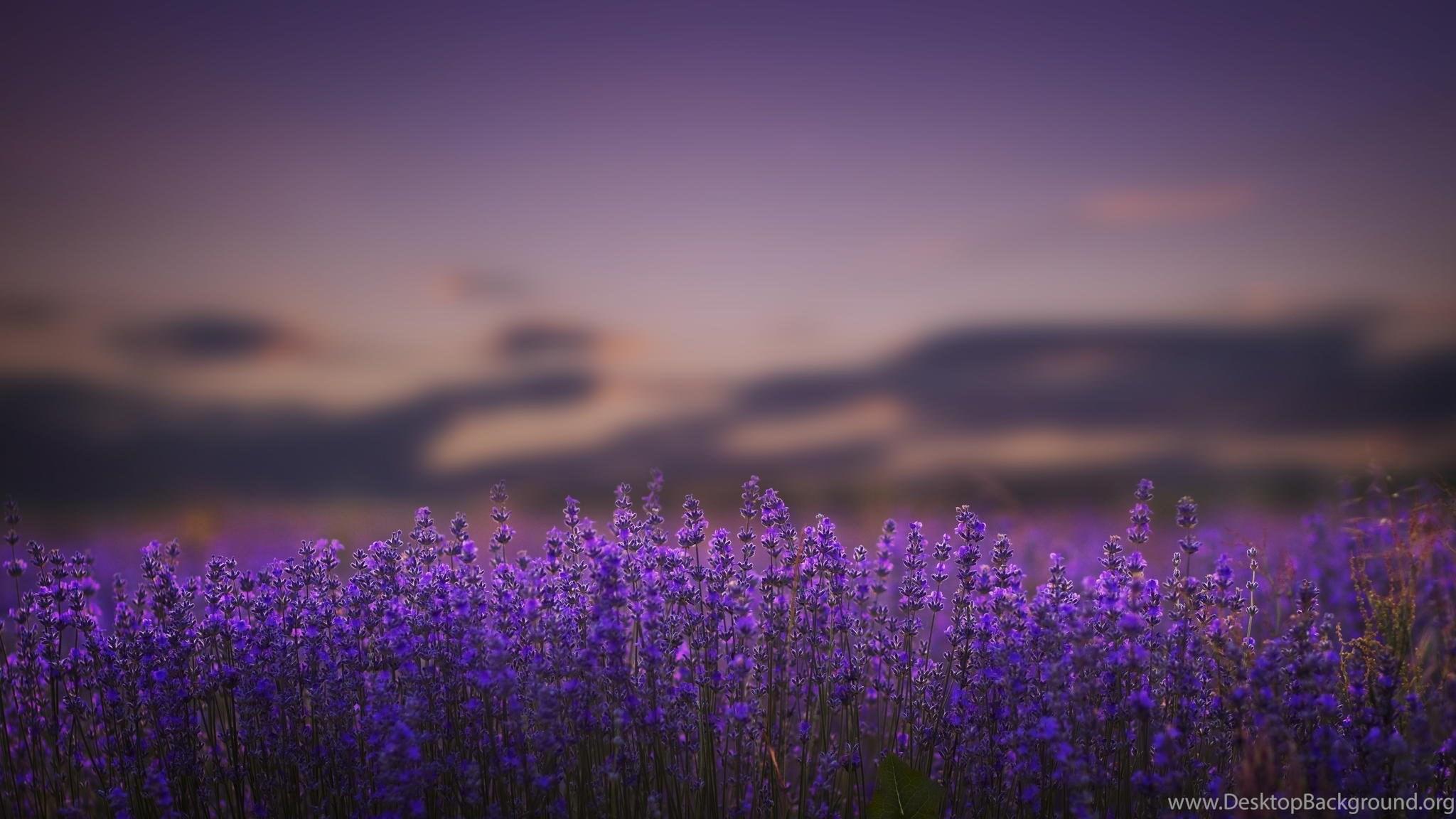 2048x1152 Lavender Flowers Lilac Nature Bokeh Wallpaper Desktop Background