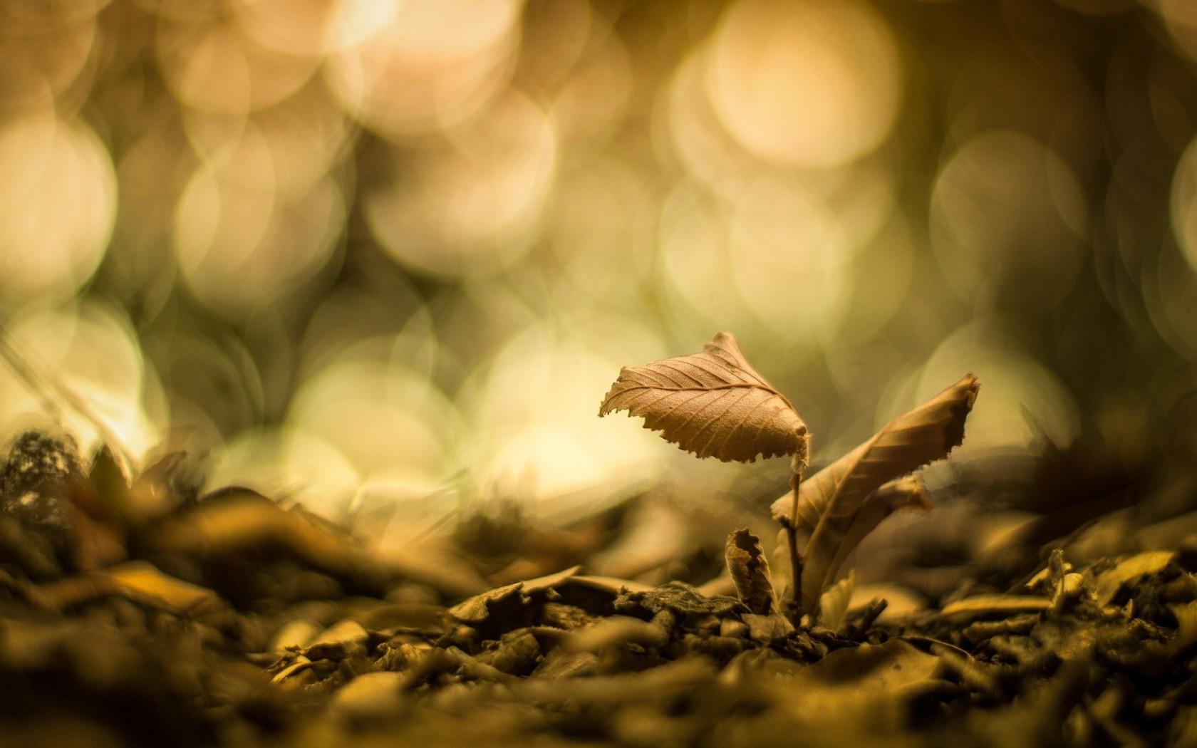 1680x1050 macro, Nature, Leaves, Bokeh Wallpaper HD / Desktop and Mobile Background