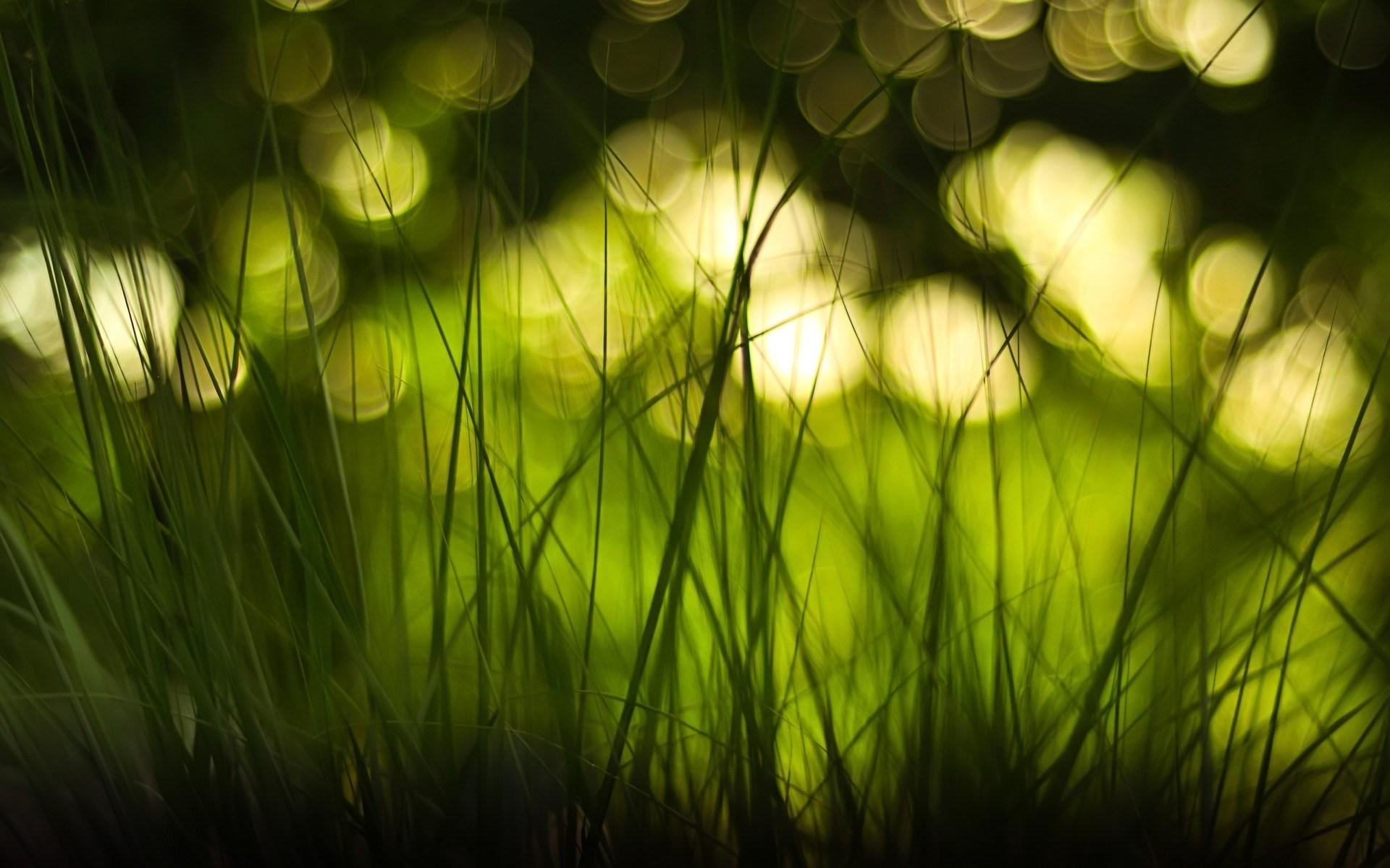 1920x1200 Green Nature Lights Grass Bokeh Wallpaper [1920x1200]