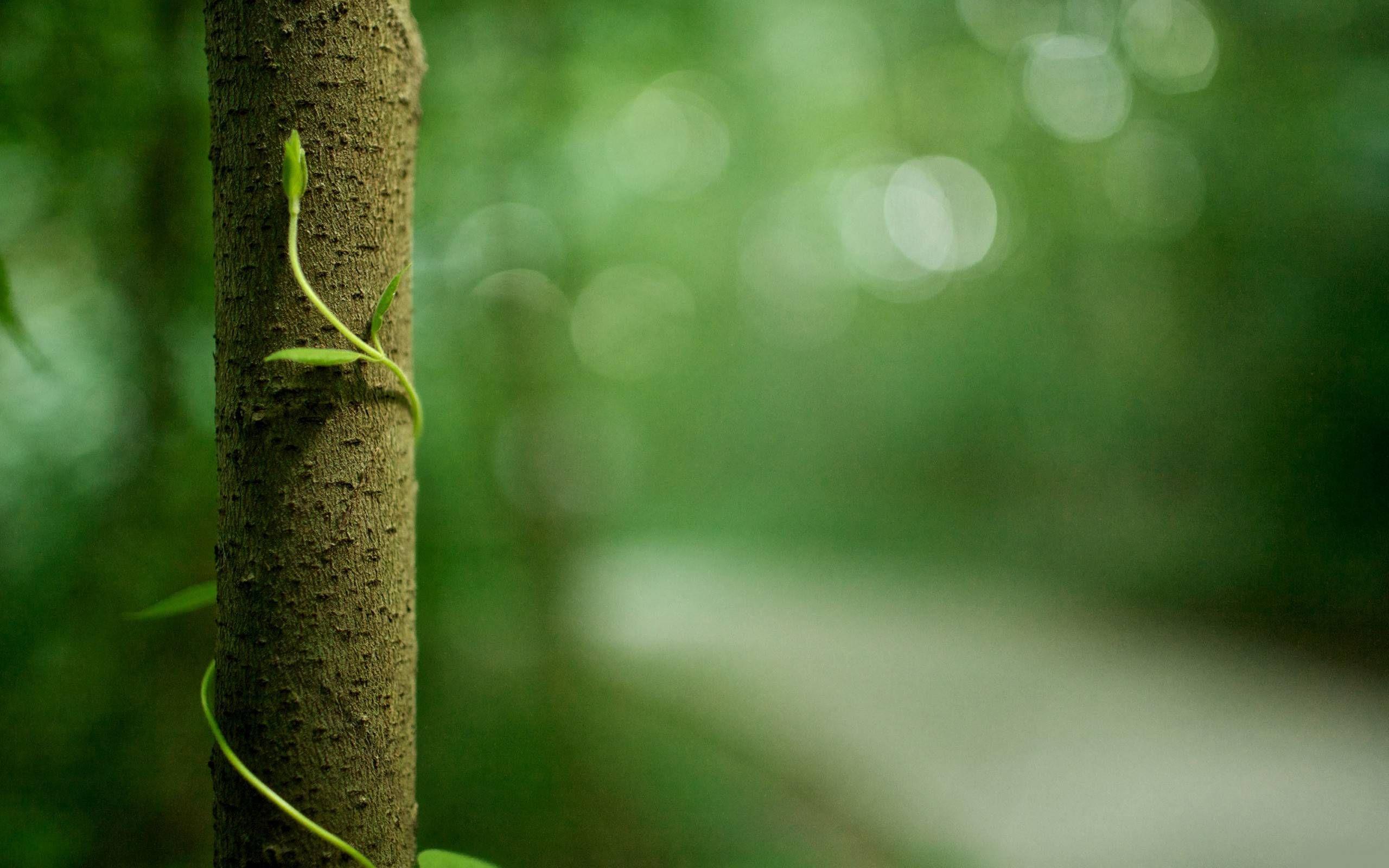 2560x1600 photoshop a bokeh background using the clone stamp and other tools Stack Excha. Bokeh wallpaper, Photohop background, Bokeh background