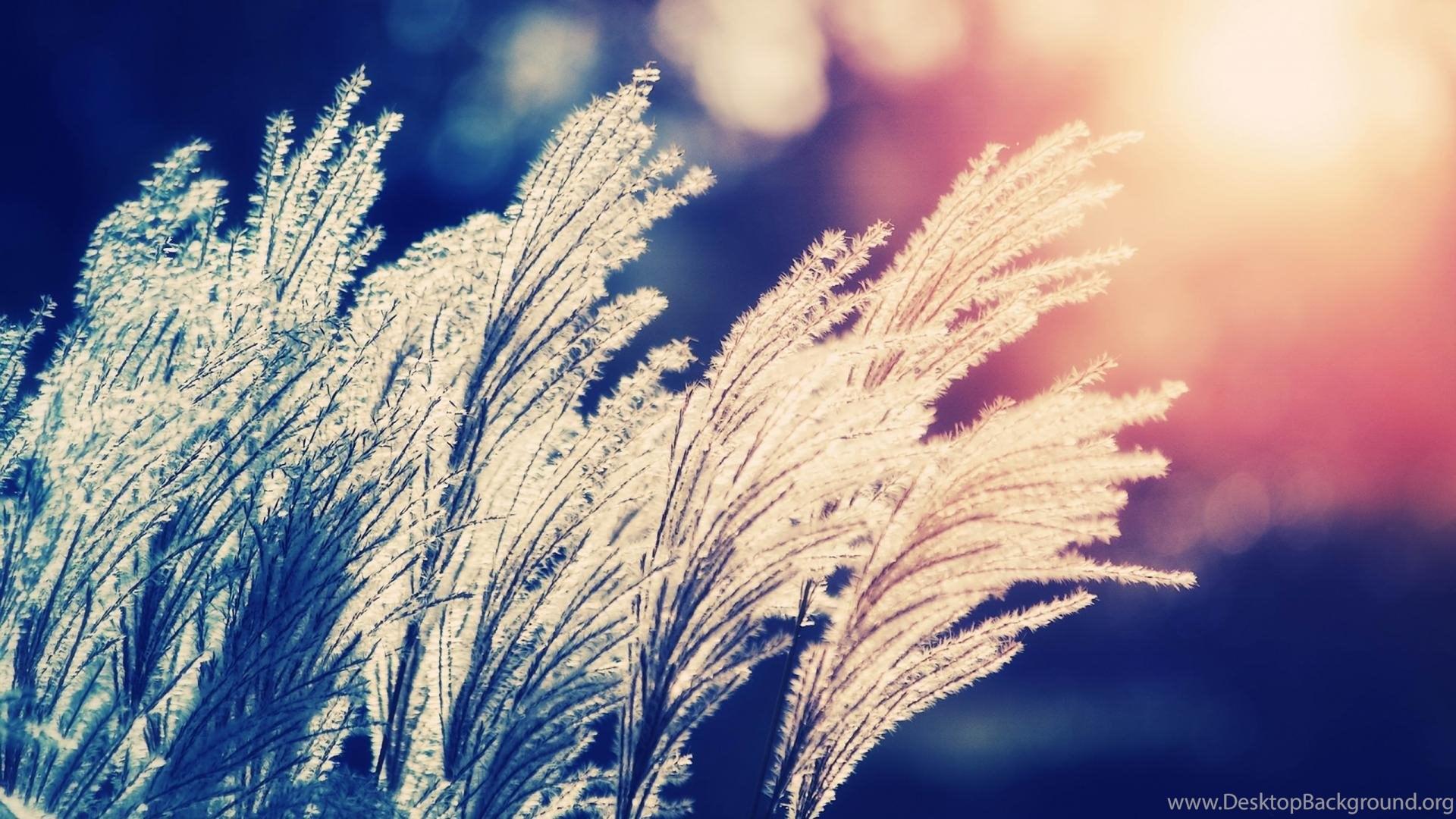 1920x1080 Nature Bokeh Wallpaper Desktop Background