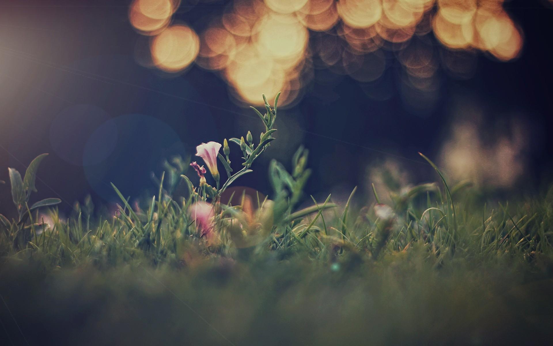 1920x1200 Grass Bokeh Wallpaper 33917 1920x1200px