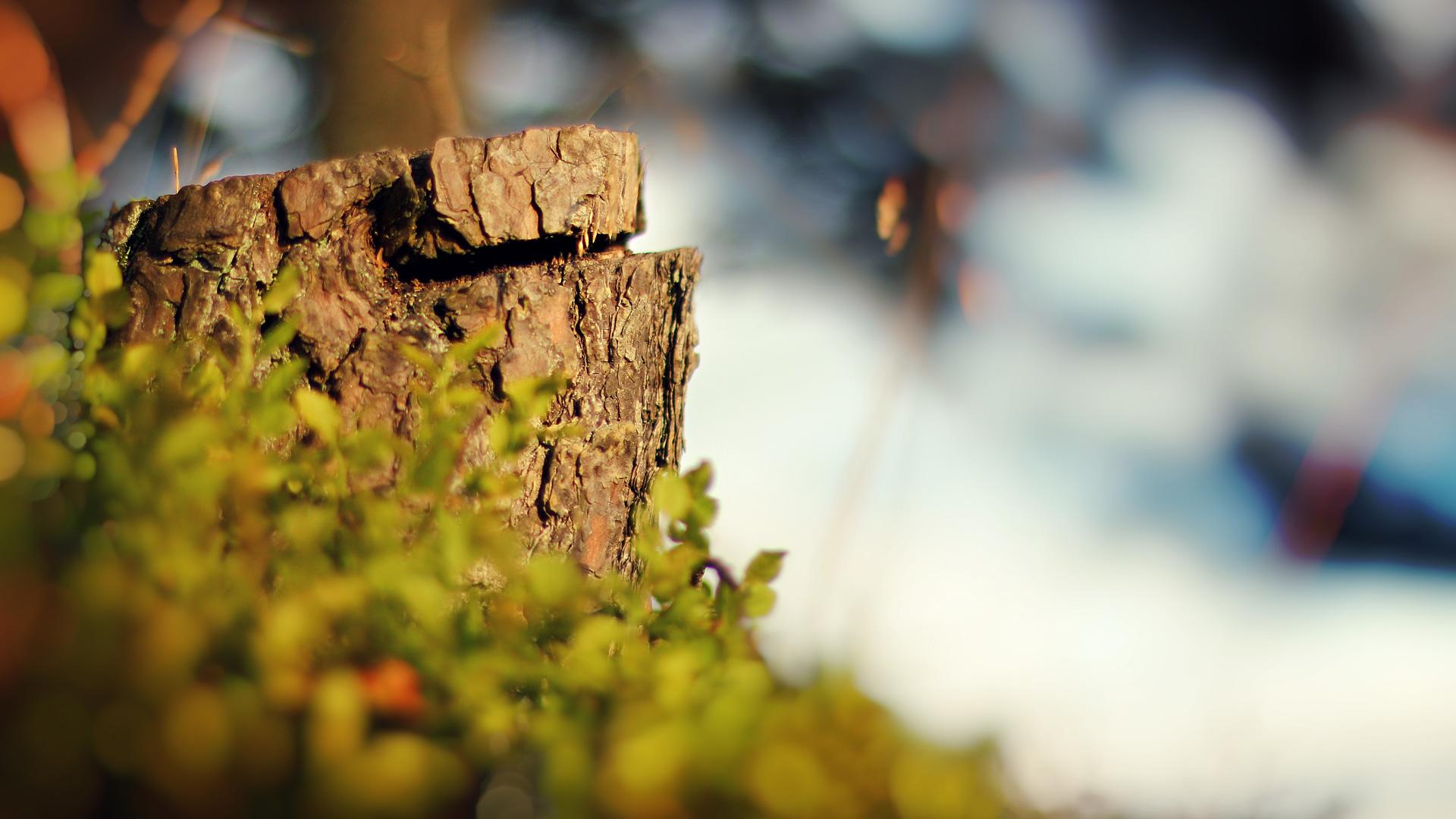 1920x1080 Nature Bokeh Wallpaper 41542 1920x1080px