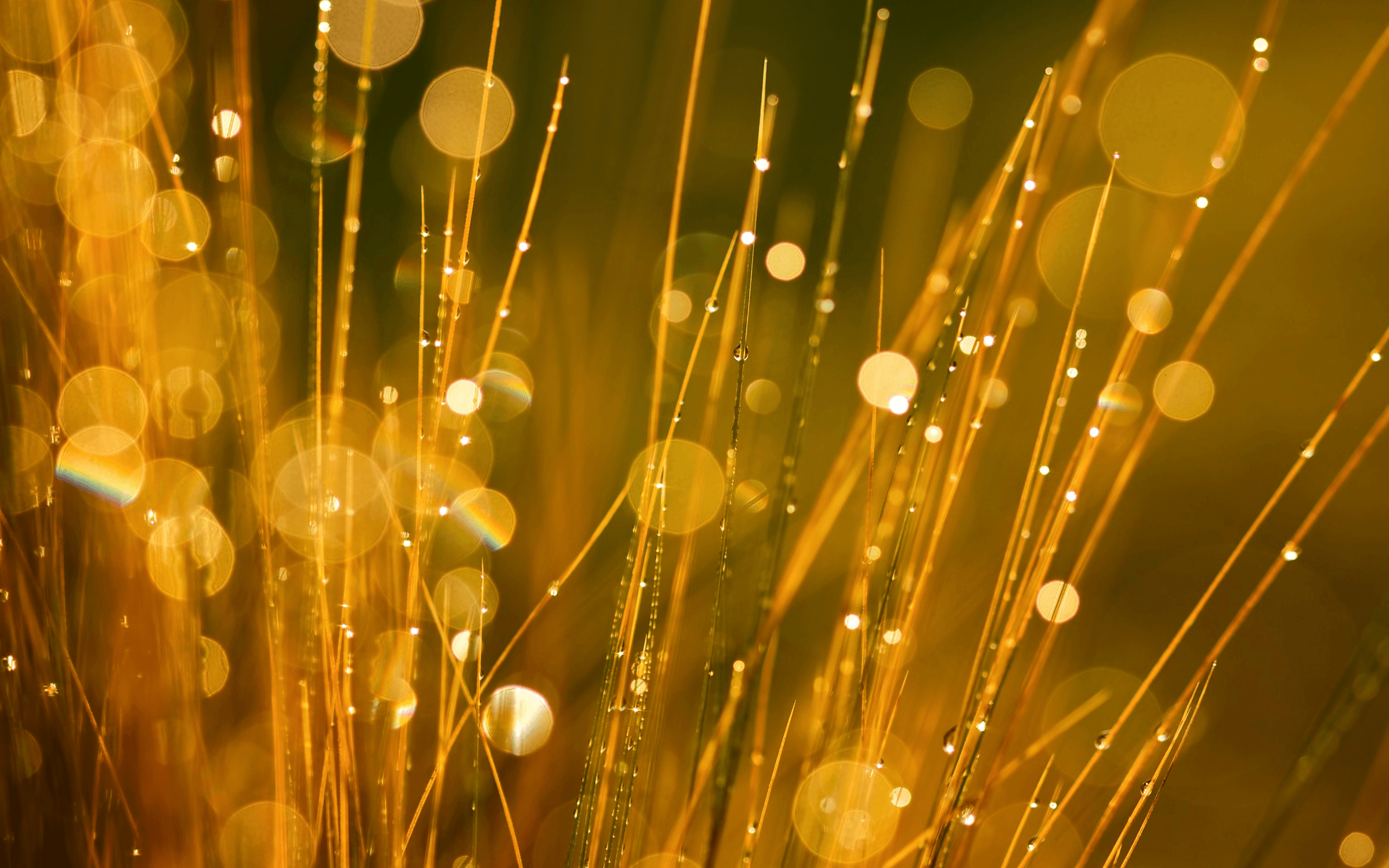 2560x1600 Bokeh Wallpaper