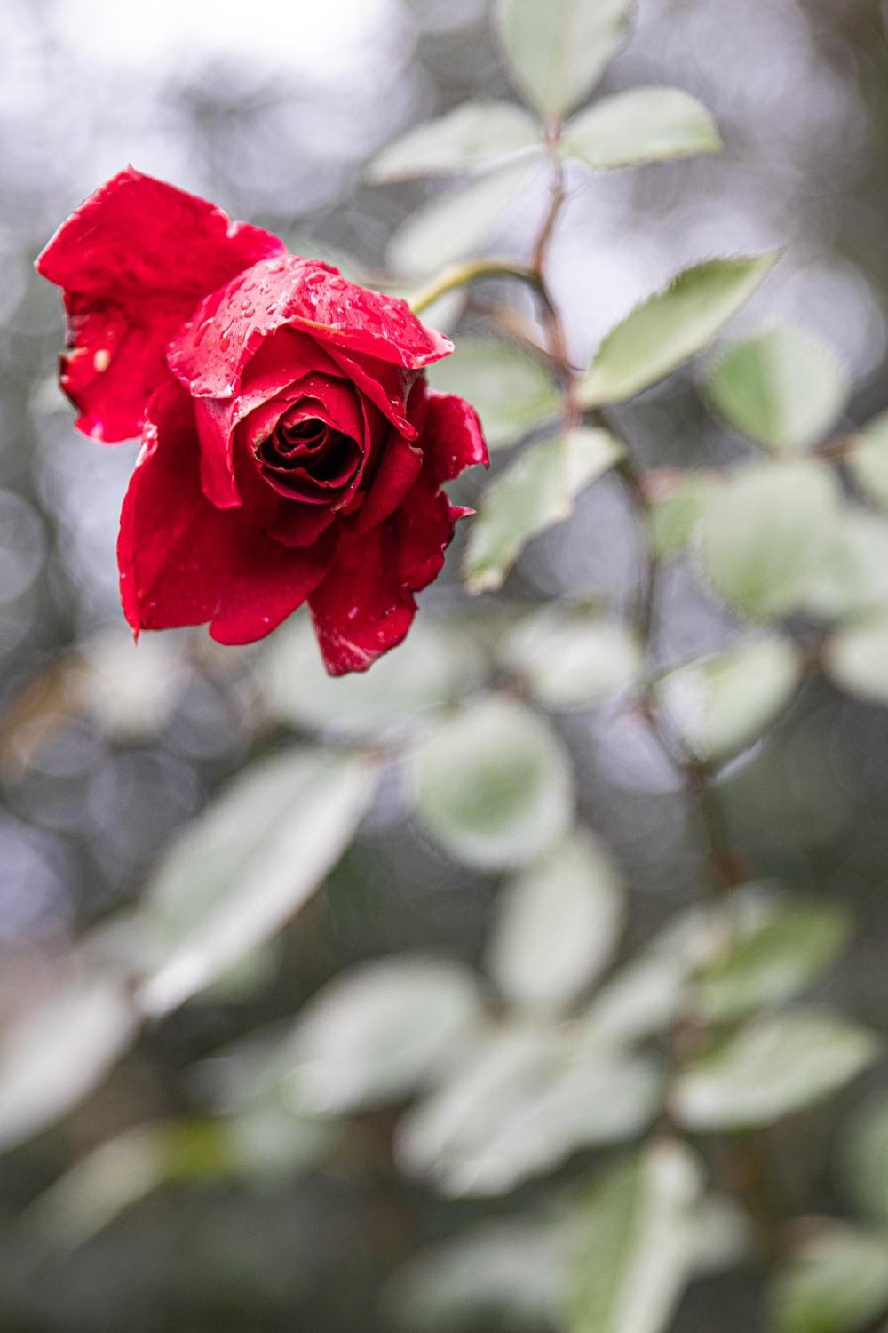 1000x1500 Beautiful Flowers Picture. Download Free Image