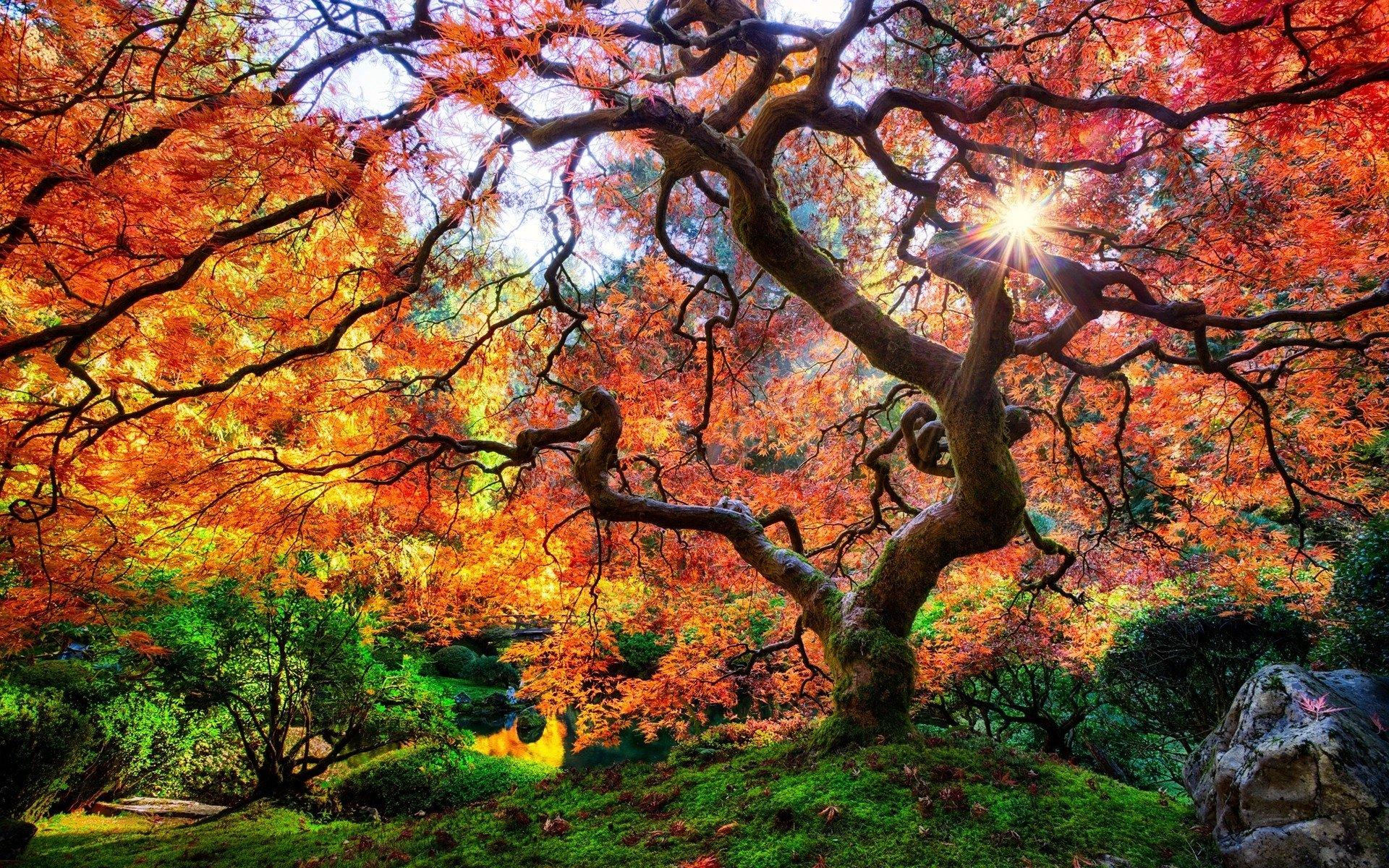 Amazing Tree Wallpapers - Top Free Amazing Tree Backgrounds -  WallpaperAccess