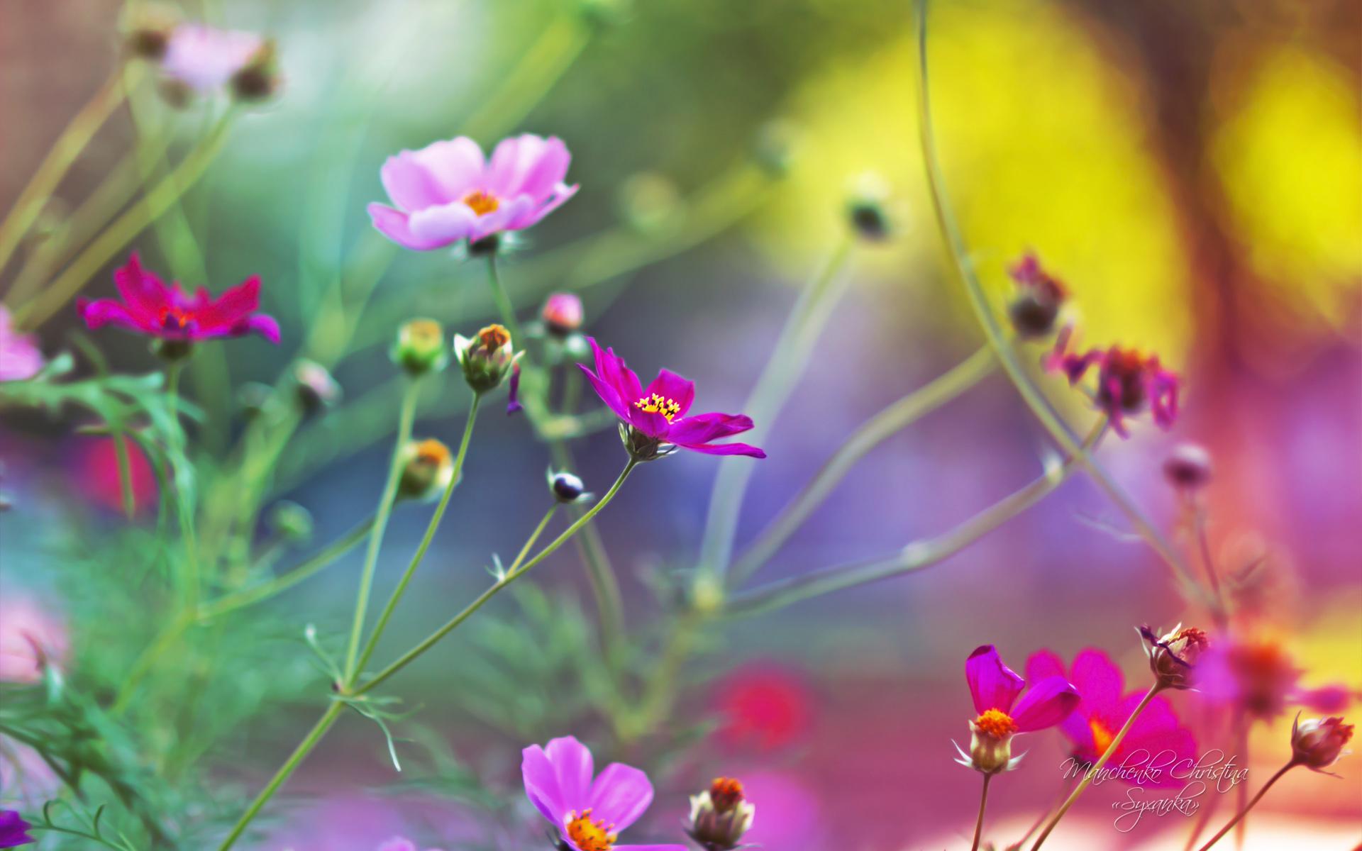 1920x1200 Free download Amazing Flowers Wallpaper HD Wallpaper [1920x1200] for your Desktop, Mobile & Tablet. Explore Bing Free Wallpaper Flowers. Desktop Wallpaper Flowers Full Size, Free Bing Desktop Wallpaper Background