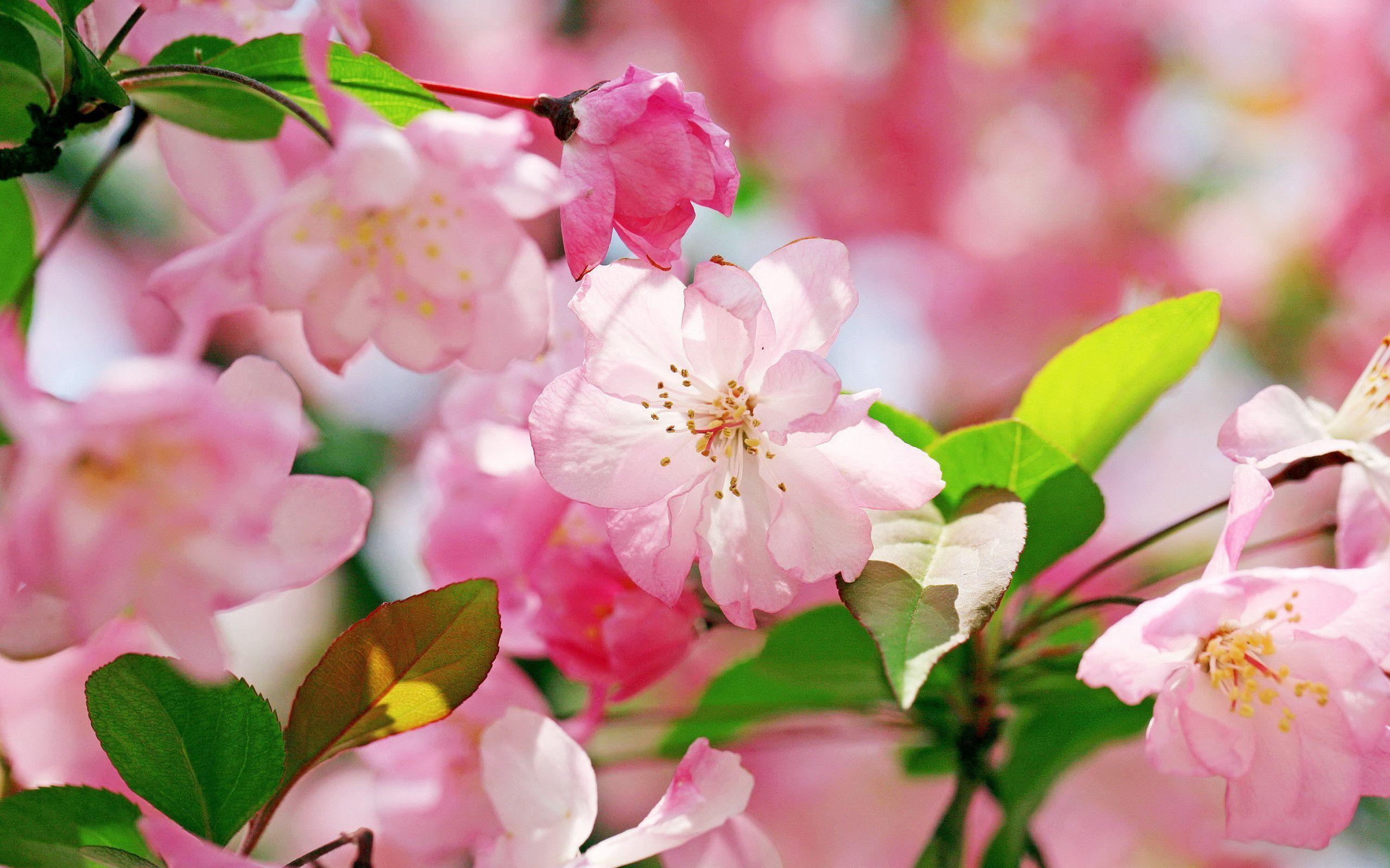 2560x1600 Beautiful Big Flower Wallpaper / Choose from hundreds of free flower wallpaper