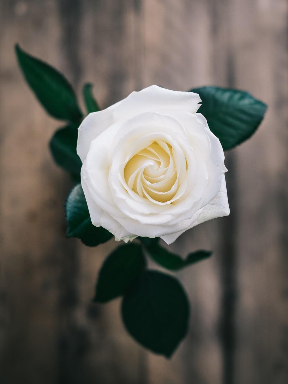 1000x1333 Flower Wallpaper: Free HD Download [HQ]