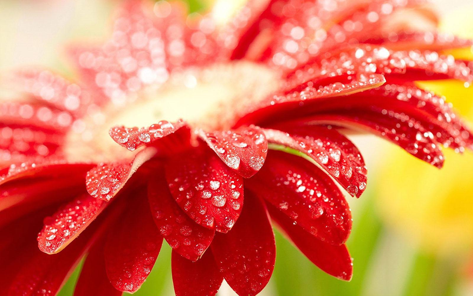1600x1000 Amazing Flowers high resolution widescreen (1600 x 1000 )