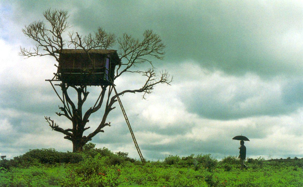 1239x766 Beautiful And Amazing Tree House Wallpaper, Pics