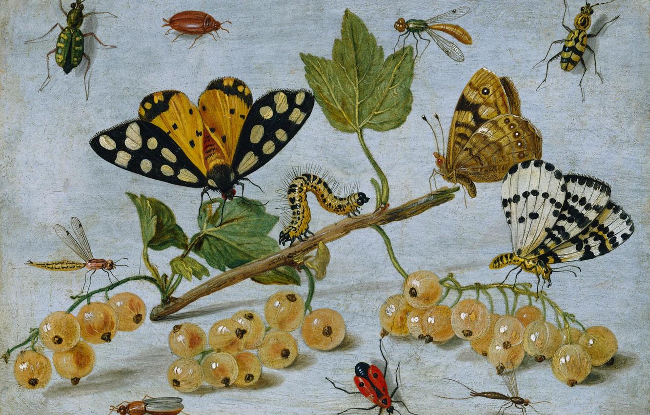 1332x850 Wallpaper caterpillar, berries, butterfly, oil, picture, still life, currants, Jan van Kessel the elder, Insects and Fruit image for desktop, section живопись