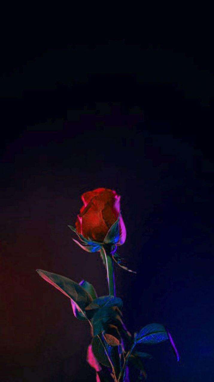 Glow Rose Wallpapers Top Free Glow Rose Backgrounds WallpaperAccess