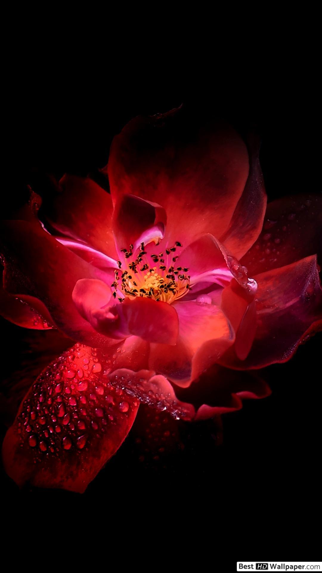 Glow Rose Wallpapers Top Free Glow Rose Backgrounds WallpaperAccess