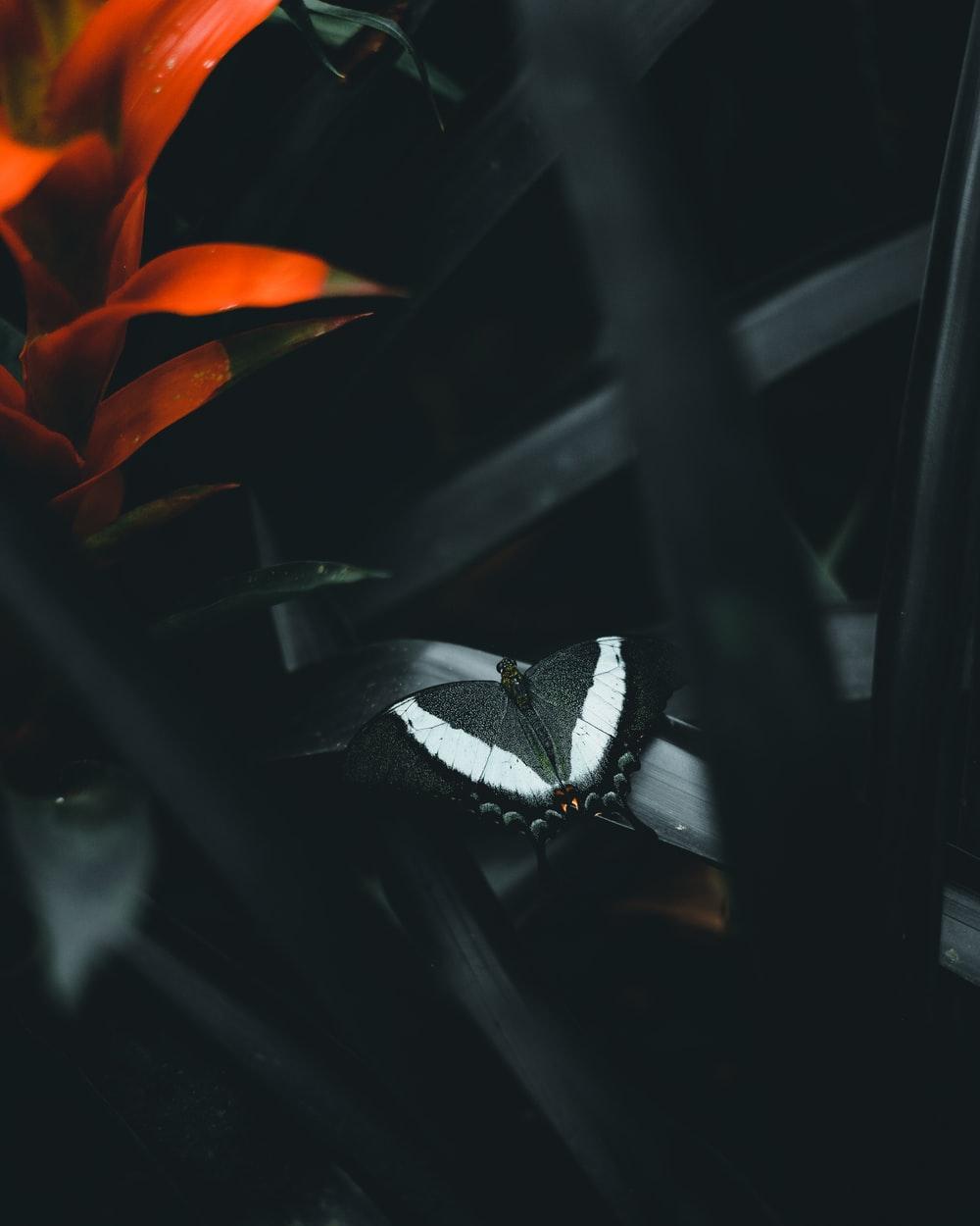 1000x1250 Dark Butterfly Picture. Download Free Image