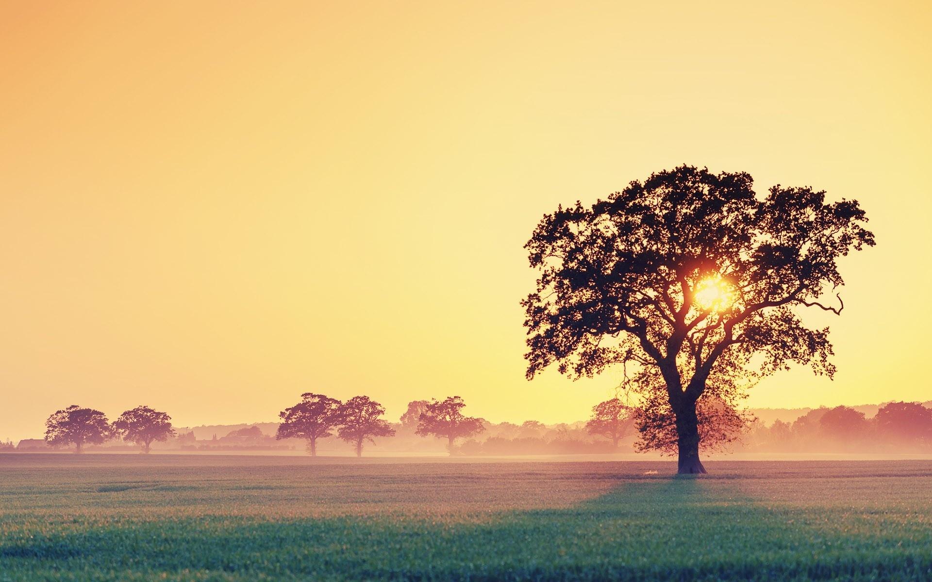 1920x1200 Wallpaper. Beautiful picture. photo. picture. watercolor, sunset, tree, sky
