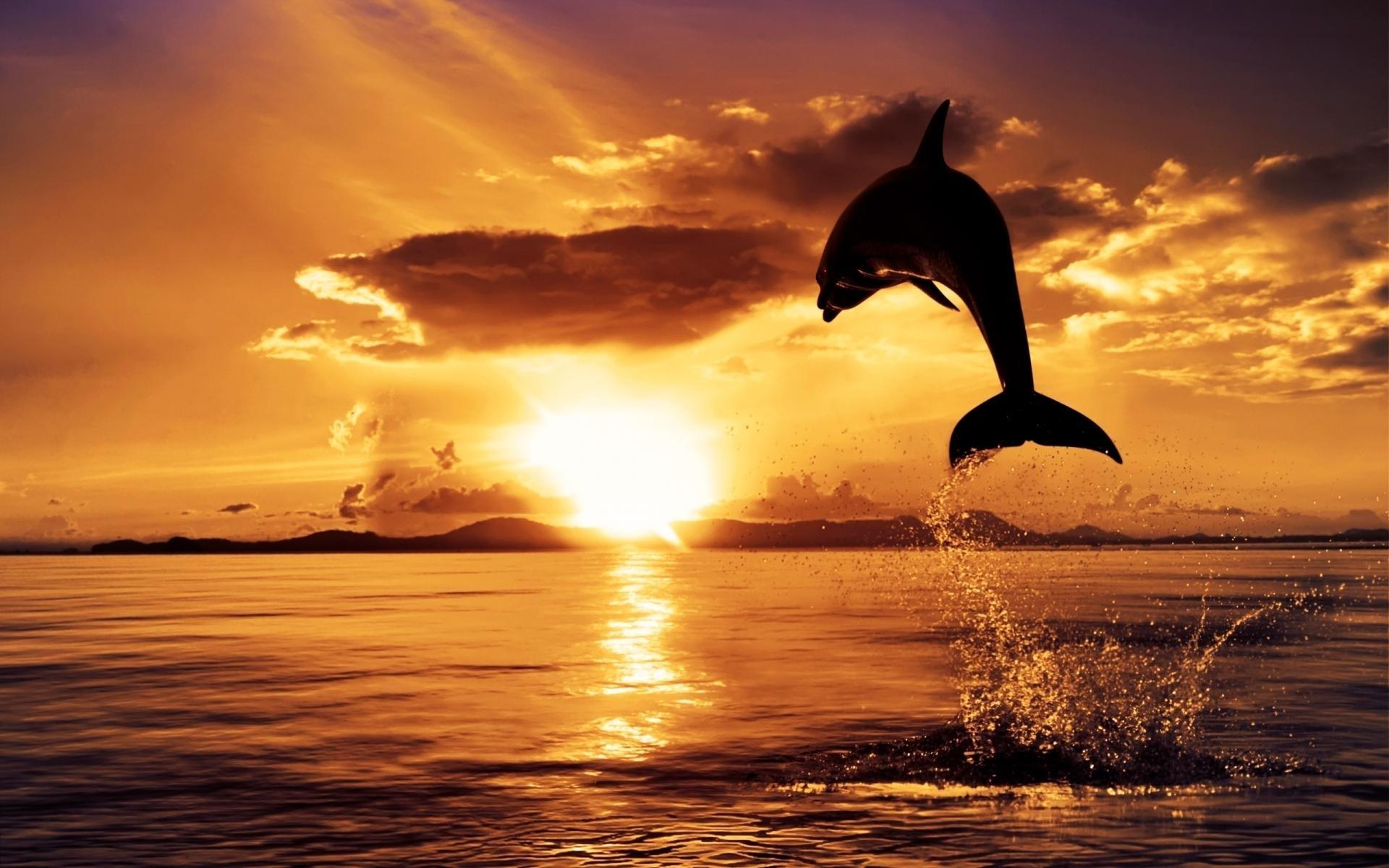 1920x1200 Download Wallpaper, Download 1920x1200 water sunset ocean clouds nature animals dolphins watercolor sealife skies sunset cloud sea 1920 Wallpaper –Free Wallpaper Download