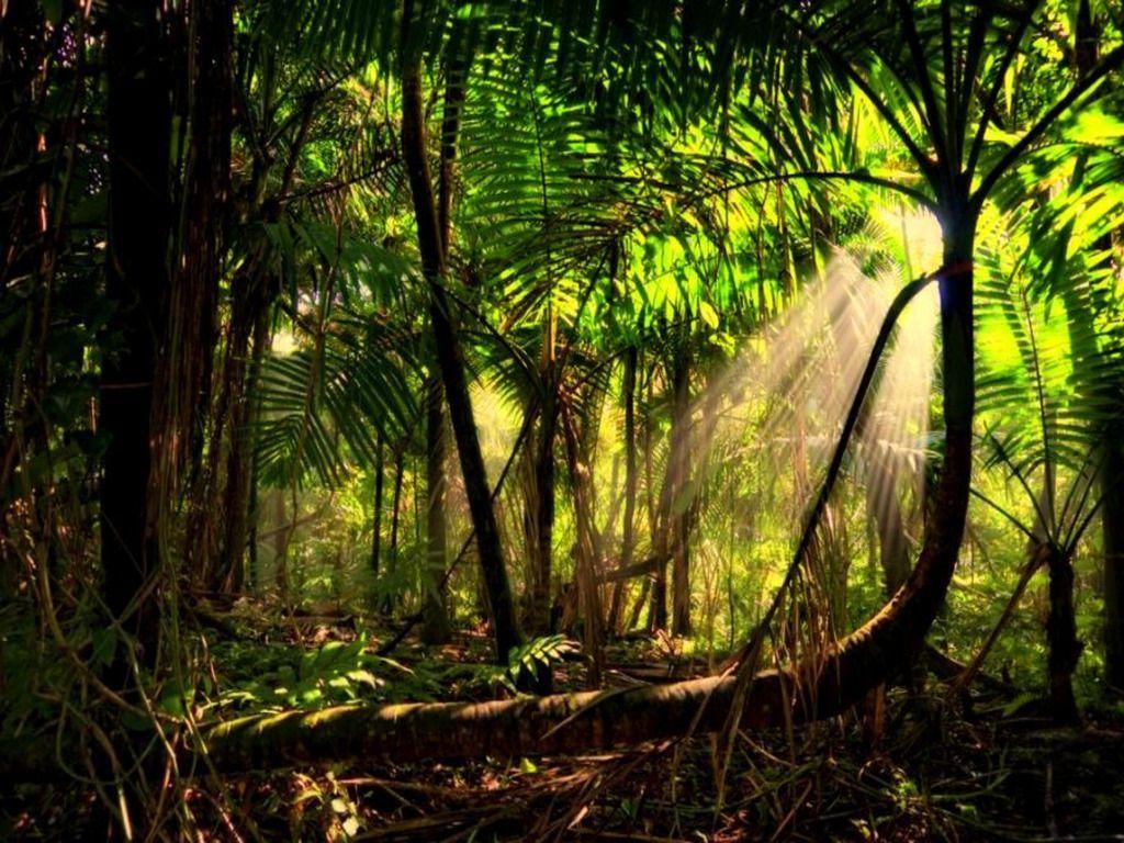 1024x768 Tropical Rainforest Wallpaper