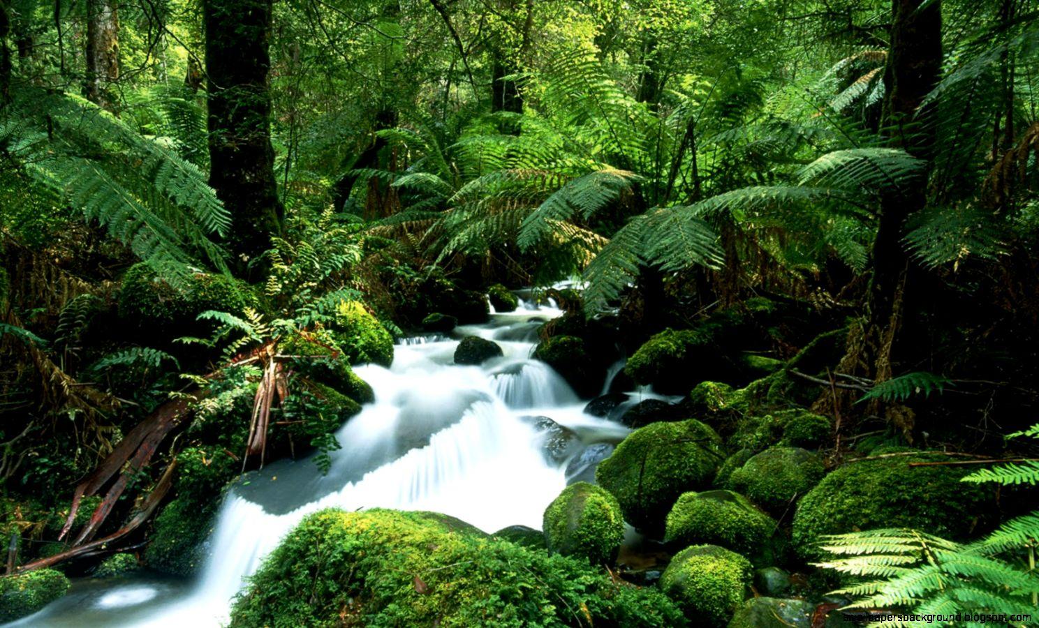 1488x900 Amazon Rainforest Wallpaper