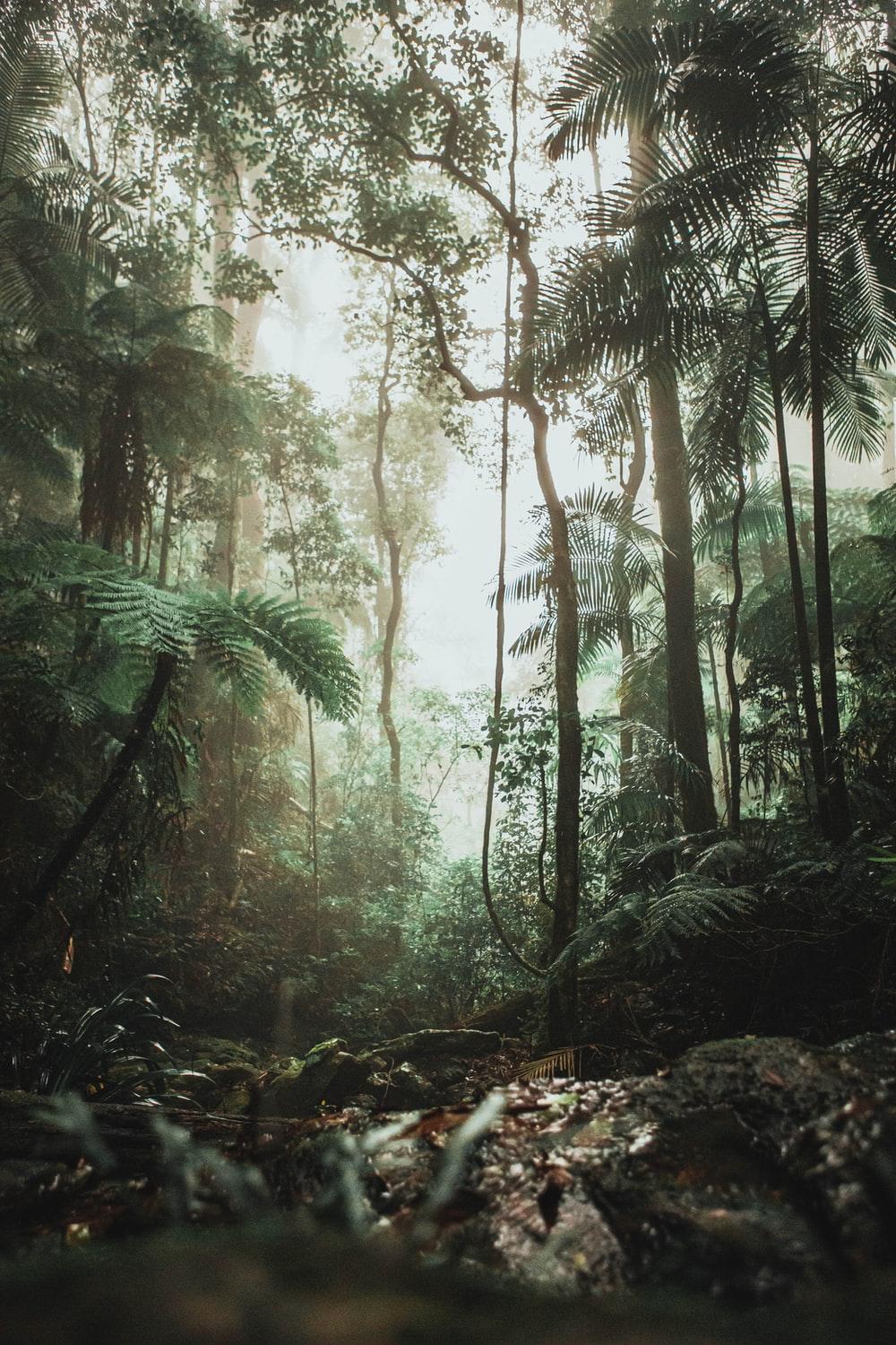 1000x1500 Stunning Rainforest Picture [HD]. Download Free Image