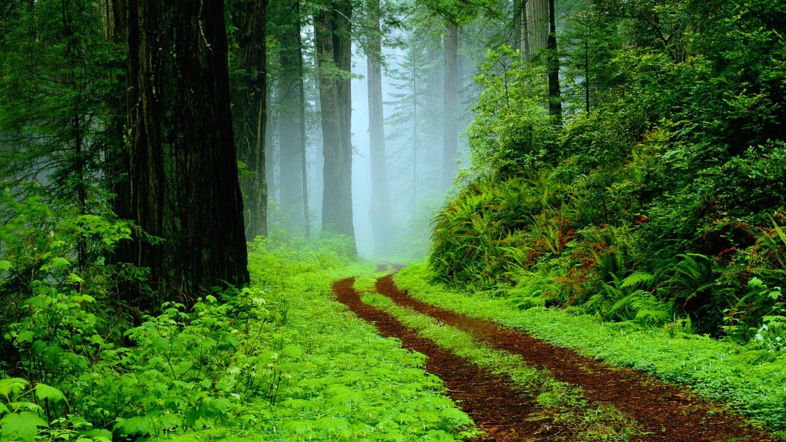 2560x1440 Rainforest Path Ultra HD Wallpaper