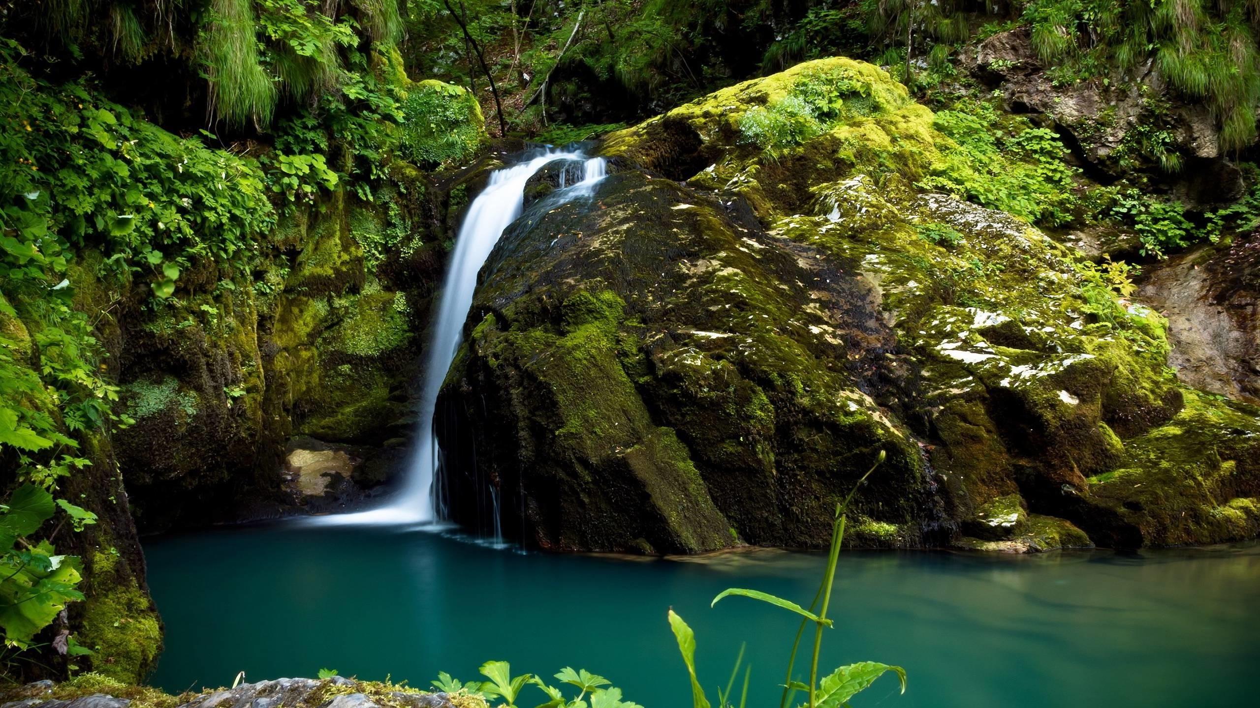 2560x1440 Tropical Rainforest Wallpaper background picture
