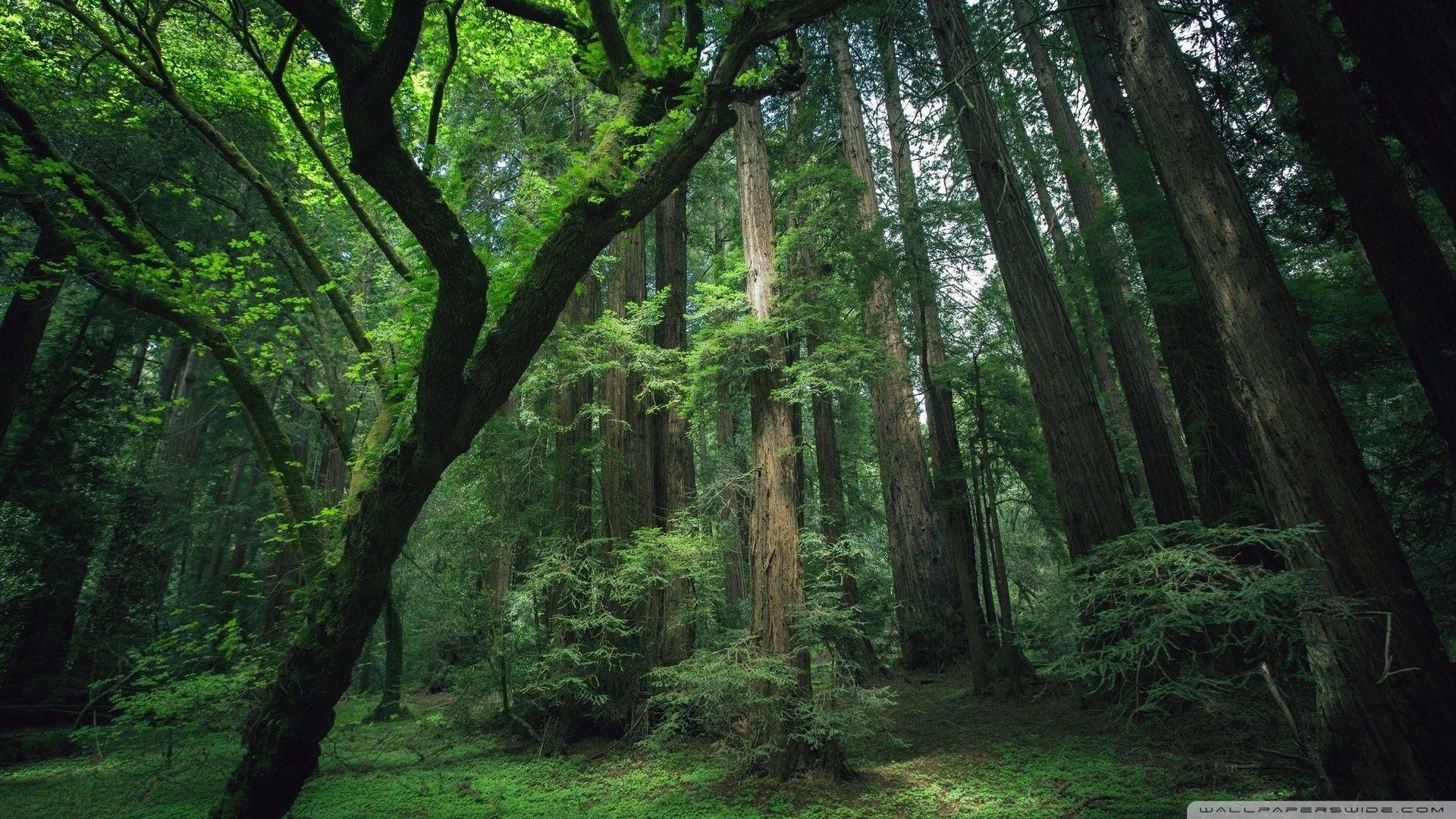 1920x1080 Most Beautiful Forest Wallpaper, HD Most Beautiful Forest Background
