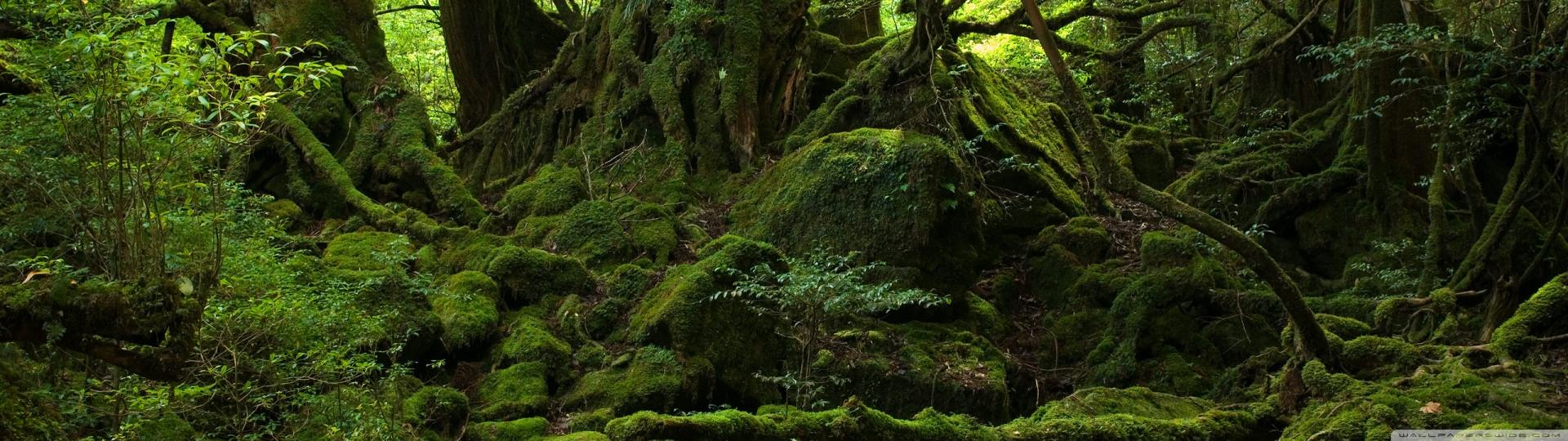 1920x540 Rainforest Ultra HD Desktop Background Wallpaper for 4K UHD TV : Multi Display, Dual Monitor : Tablet