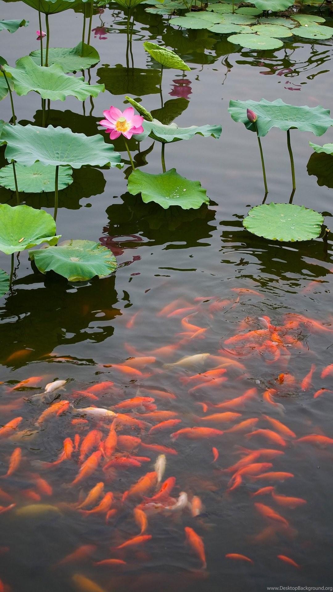 1080x1920 Lotus Pond Wallpaper Lotus Flower Picture & Image Desktop Background