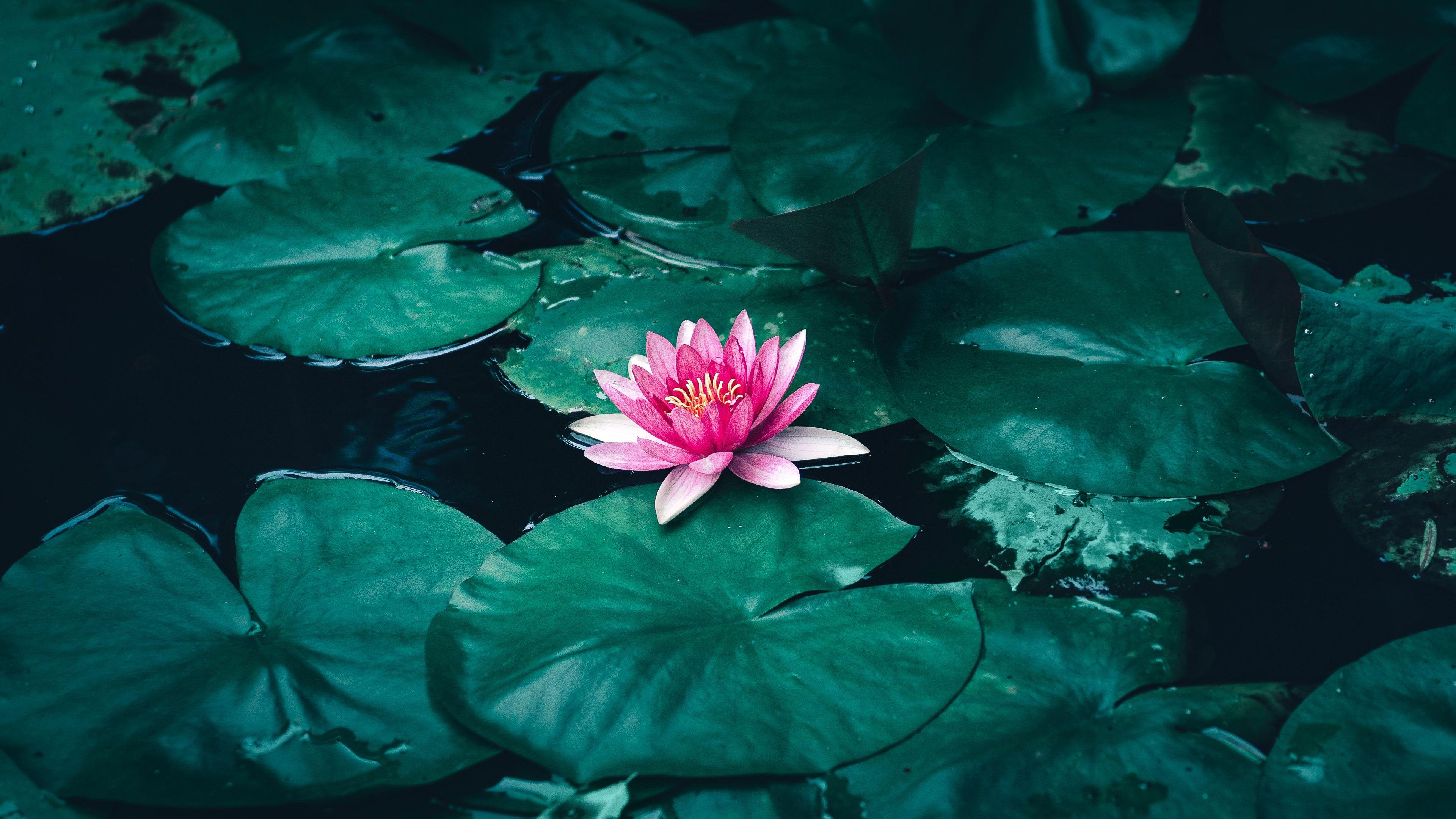 3840x2160 Lotus Flower Ultra HD Wallpaper