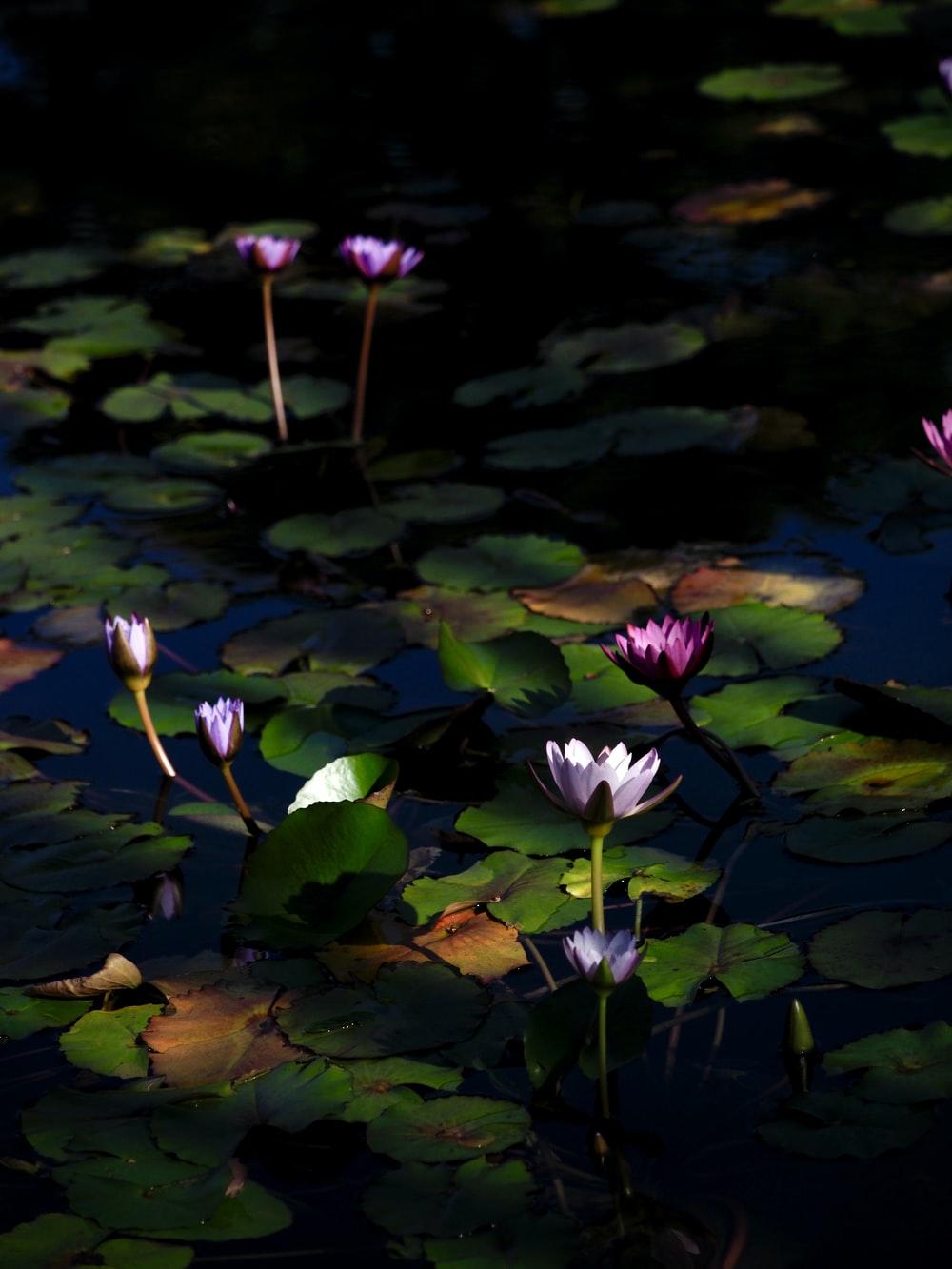 1000x1333 Lotus Pond Picture. Download Free Image