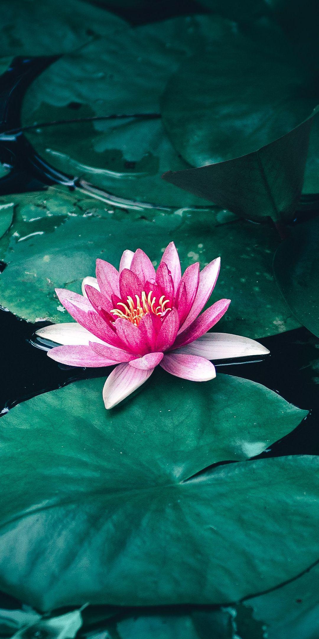 1080x2160 Lotus, flower, pink flower, pond wallpaper. Lotus flower art, Lotus flower wallpaper, Lotus flower picture