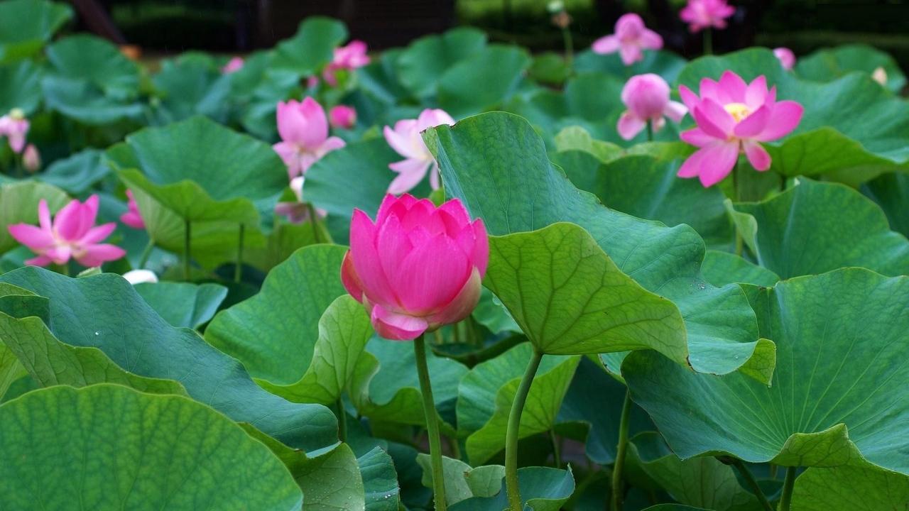 1280x720 Wallpaper lotus pond leaves many