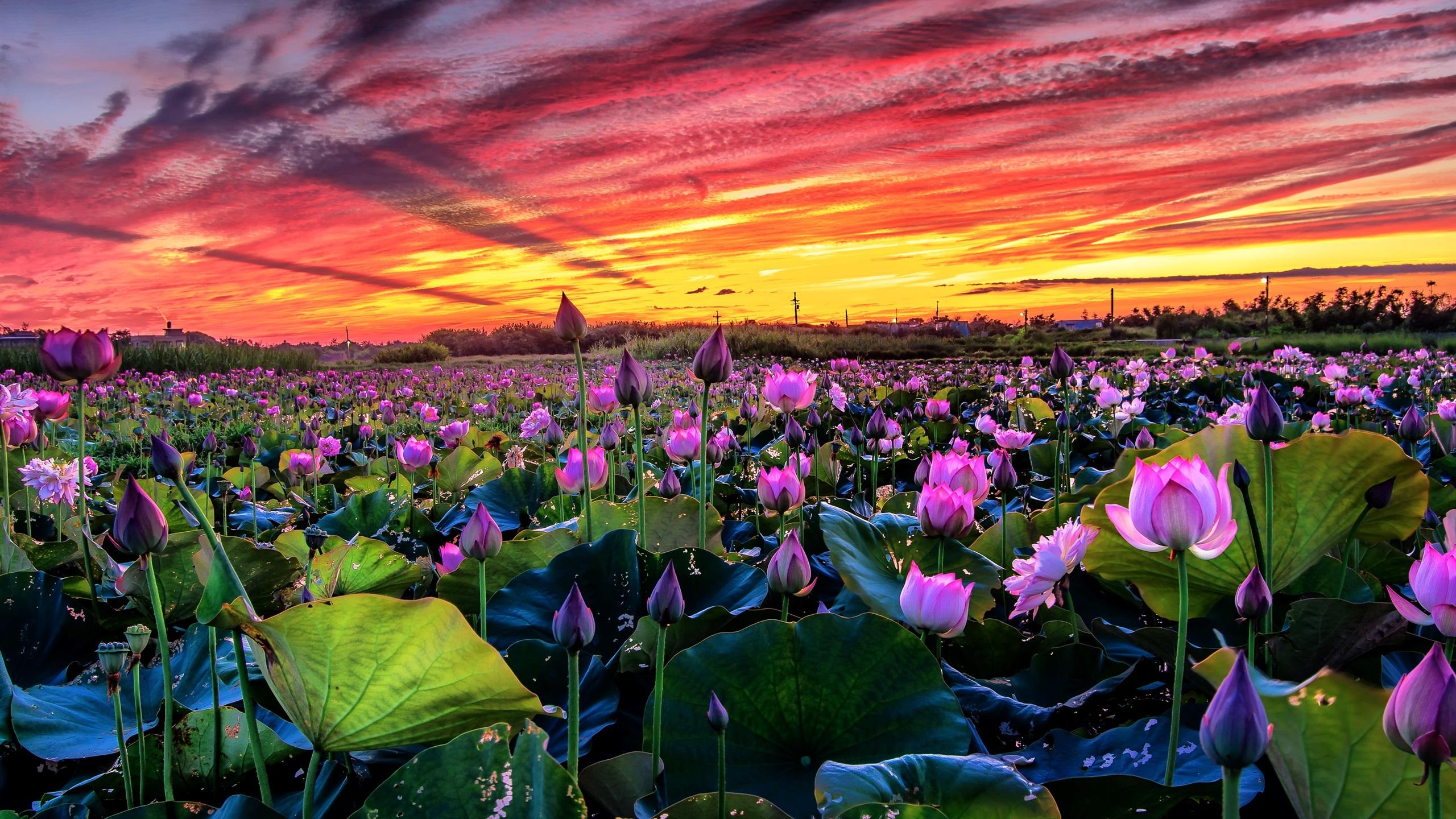 2560x1440 Wallpaper Many pink lotus, pond, sunset 2880x1800 HD Picture, Image