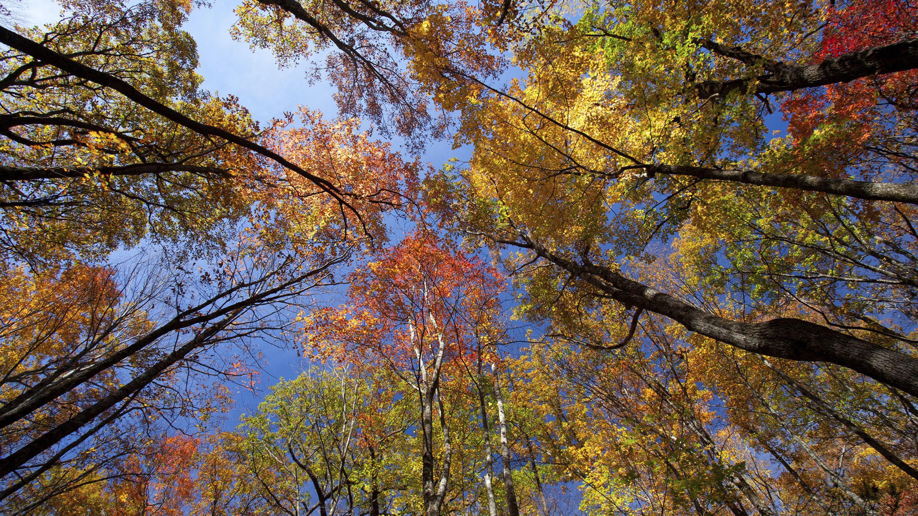 3840x2160 Indian Summer In Great Smoky Mountains National Park Wallpaper