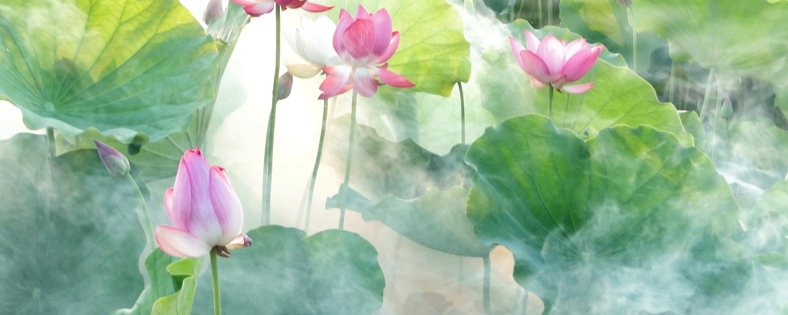 2560x1024 Desktop Wallpaper Pond, Lotus, Flowers, Leaves, HD Image, Picture, Background, 9077d5