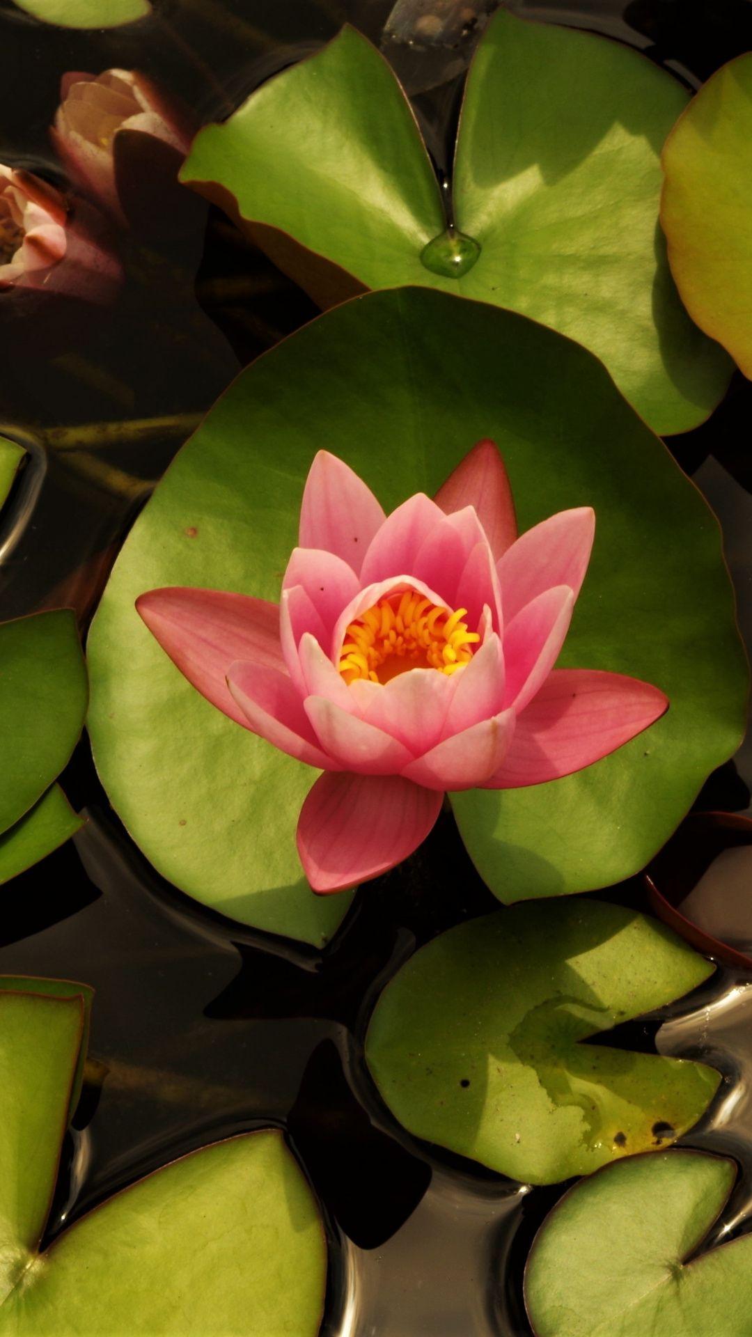 1080x1920 Leaves, pond, water lily, pink wallpaper. iPhone wallpaper lotus, Water lily, Flowers