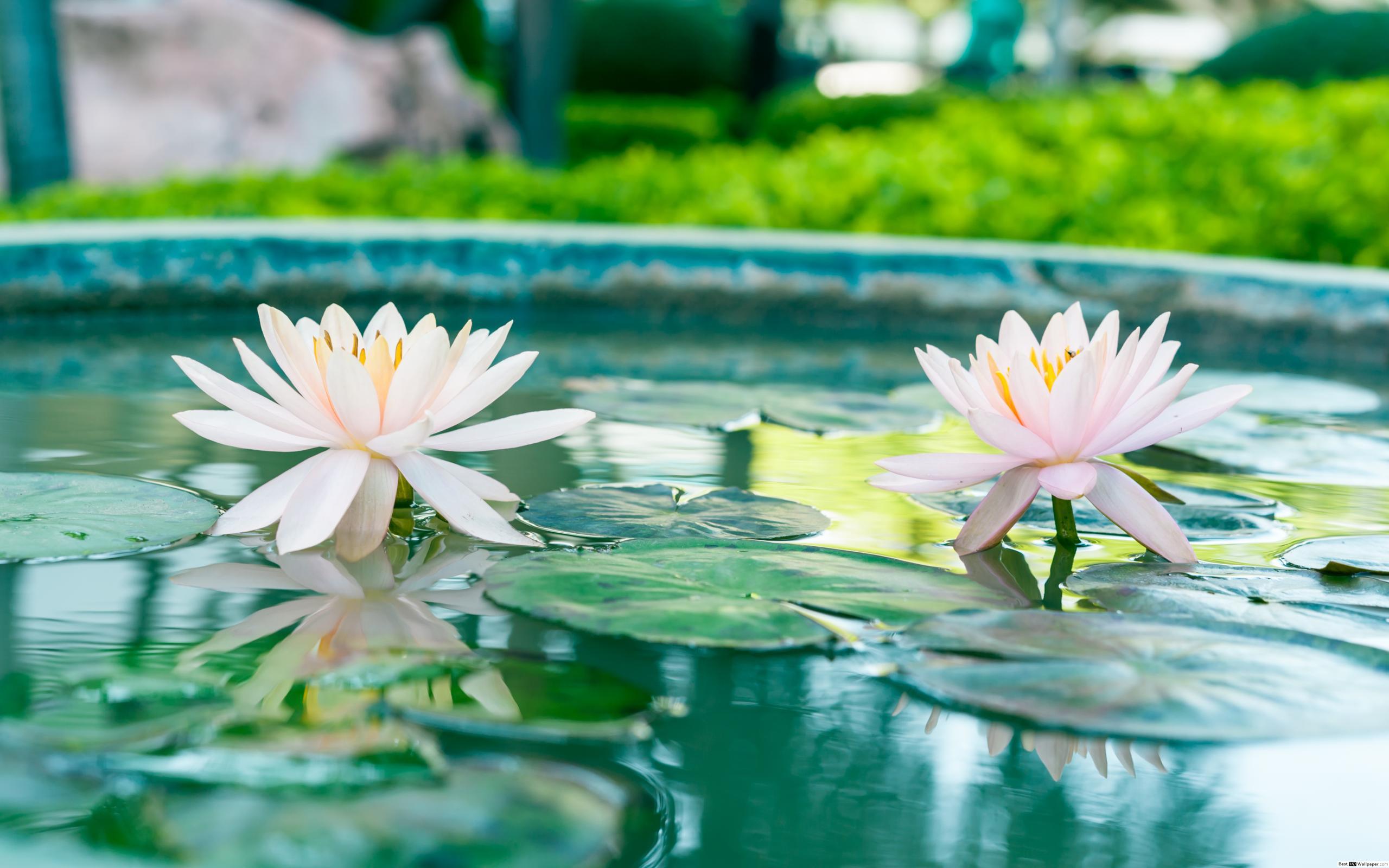 2560x1600 Lotus in pond HD wallpaper download