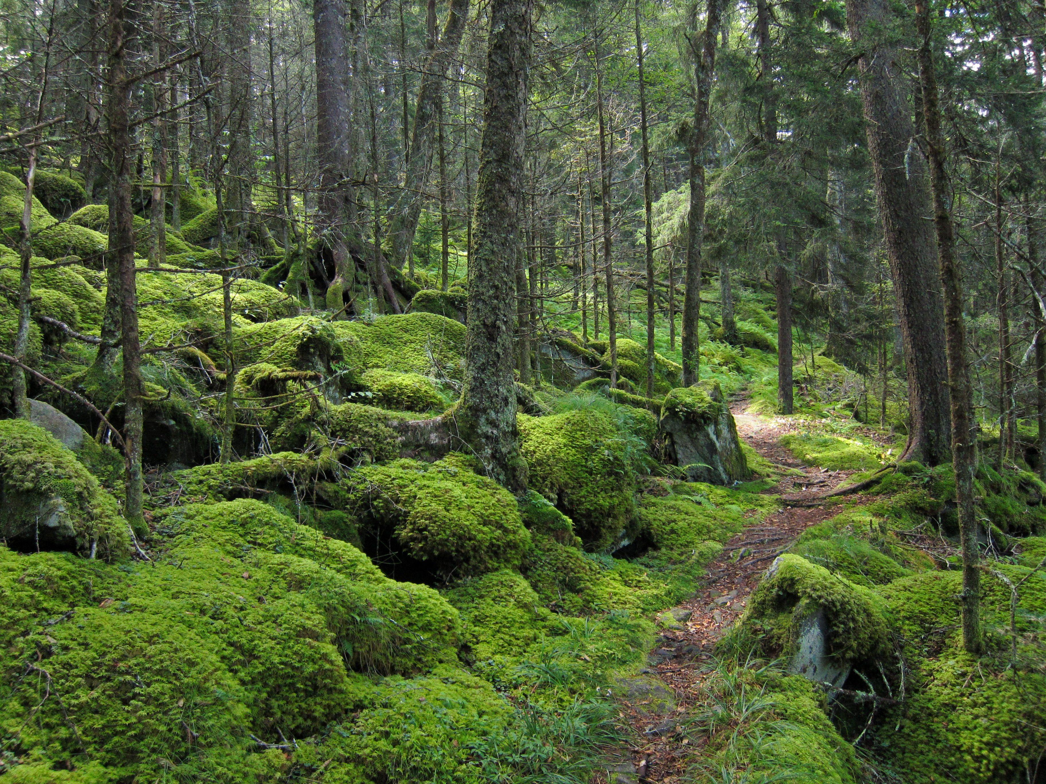 3648x2736 Forest on Baxter Creek Trail in Great Smoky Mountains National