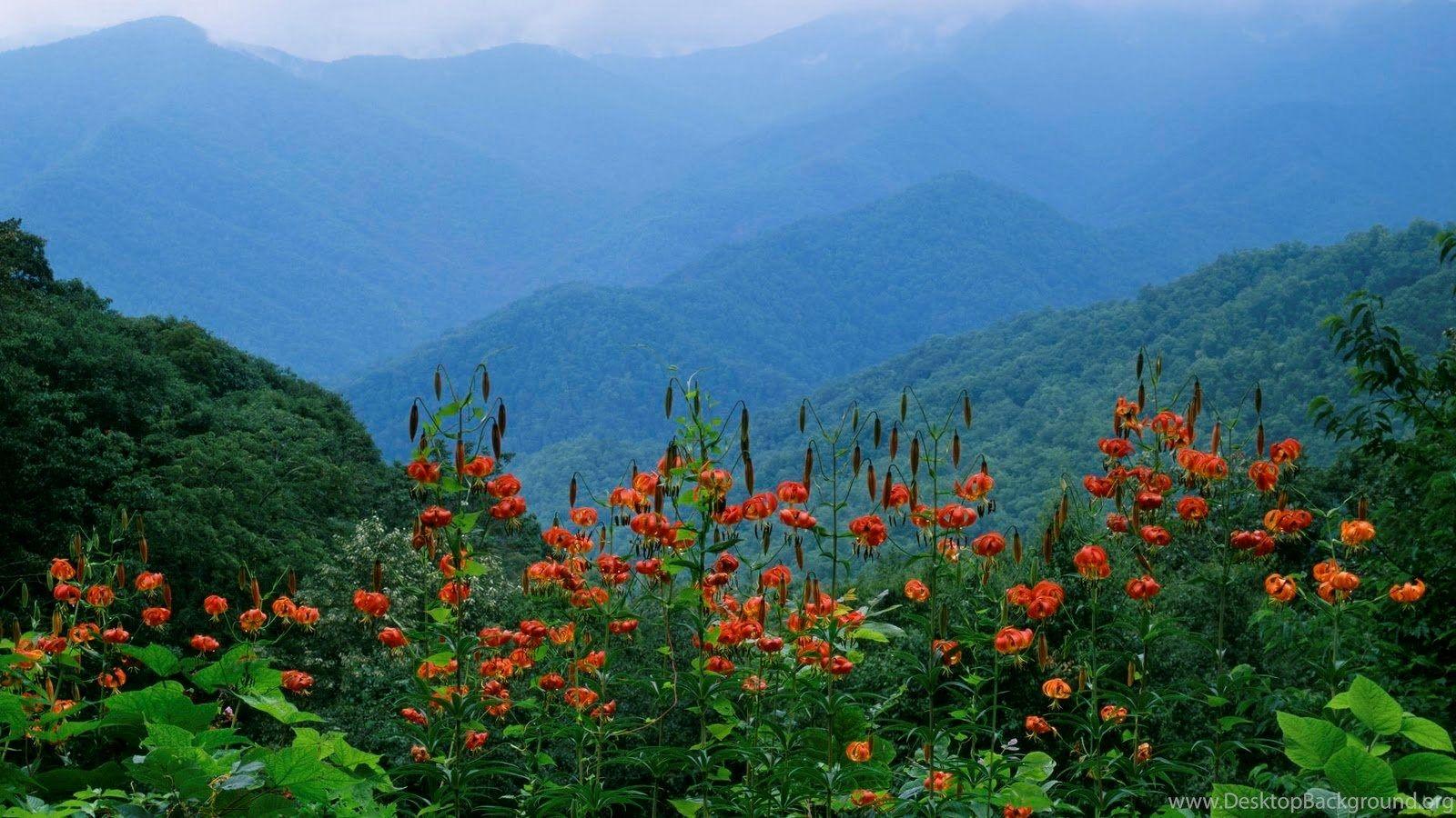1600x900 Great Smoky Mountain Desktop Wallpaper Labzada Wallpaper