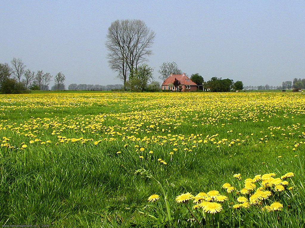 1024x768 Wallpaper: 'Field of flowers' on the country side. A typical Dutch farmhouse in a field of dandylions basking in the sun. Landscape along the border between Frysland and Groningen., Groningen
