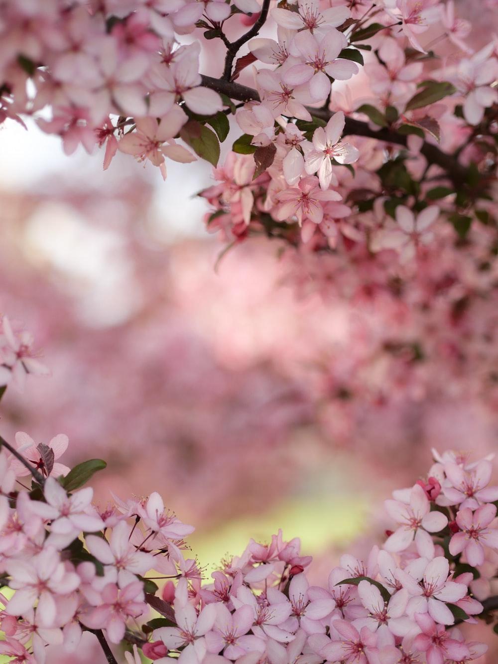 1000x1333 Flowers Background Picture. Download Free Image