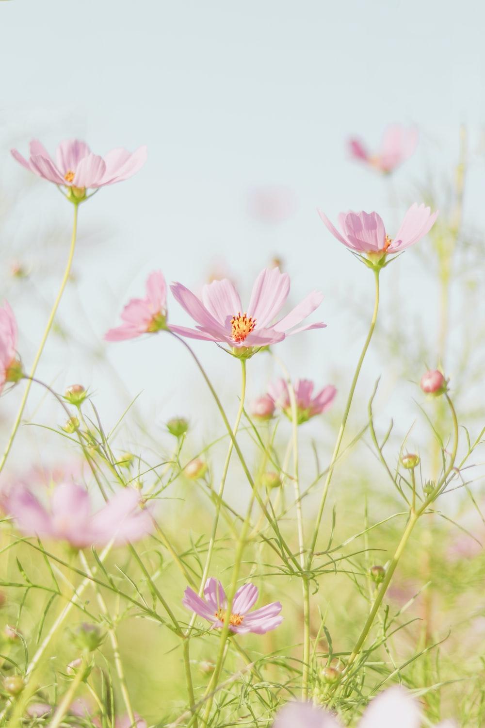 1000x1500 Spring Flowers Picture. Download Free Image