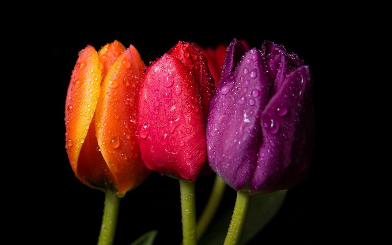 1280x800 Spring flowers on black background free beautiful wallpaper