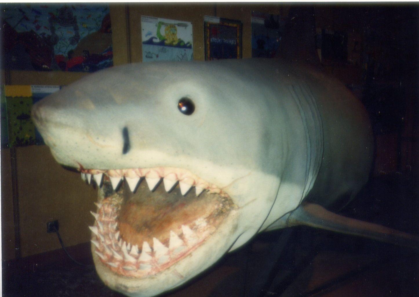 1446x1026 Shark from jaws 3. Movie special effects, Universal studios theme park, Great white shark